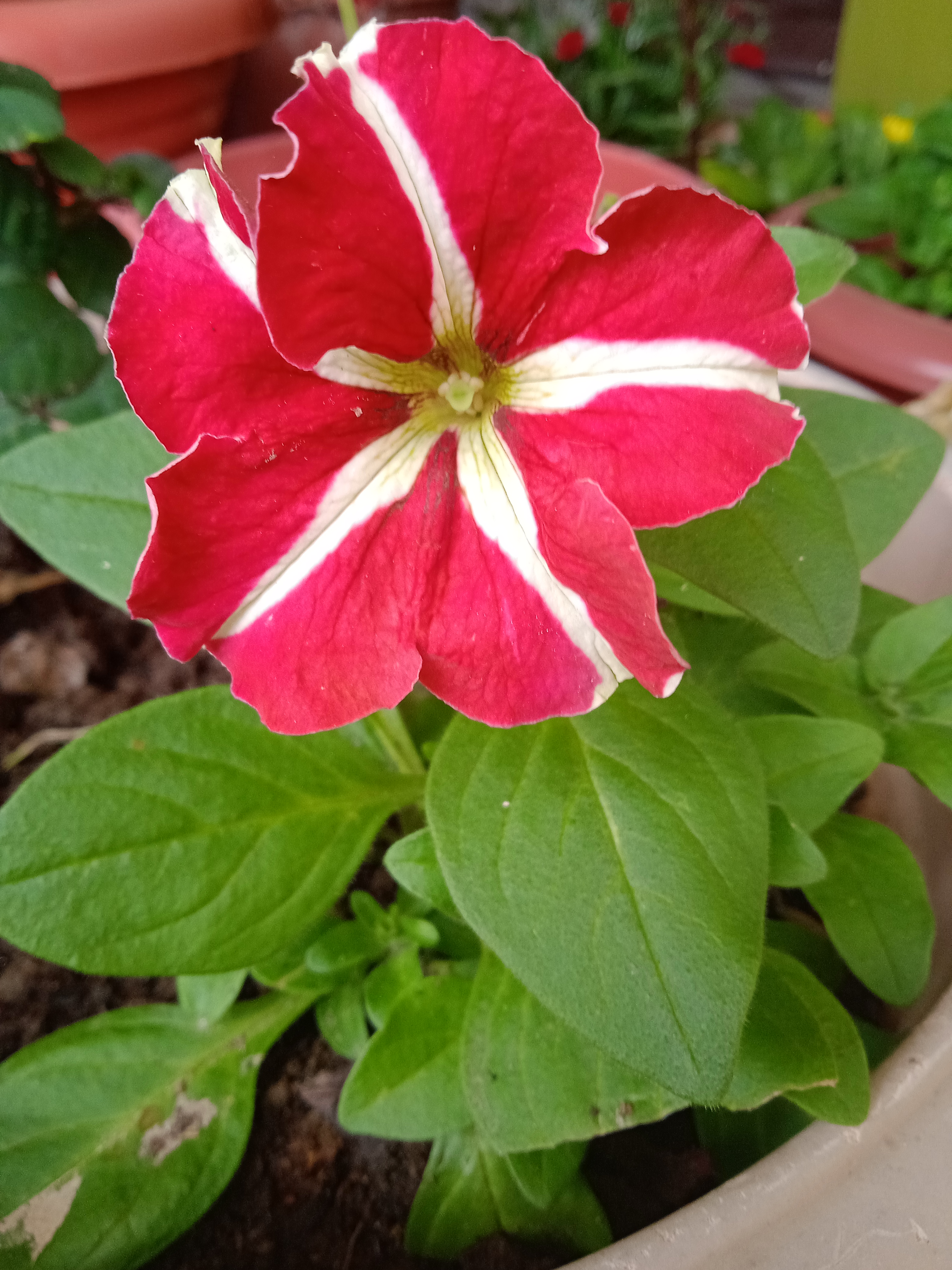 IMG_20220110_095323.jpg