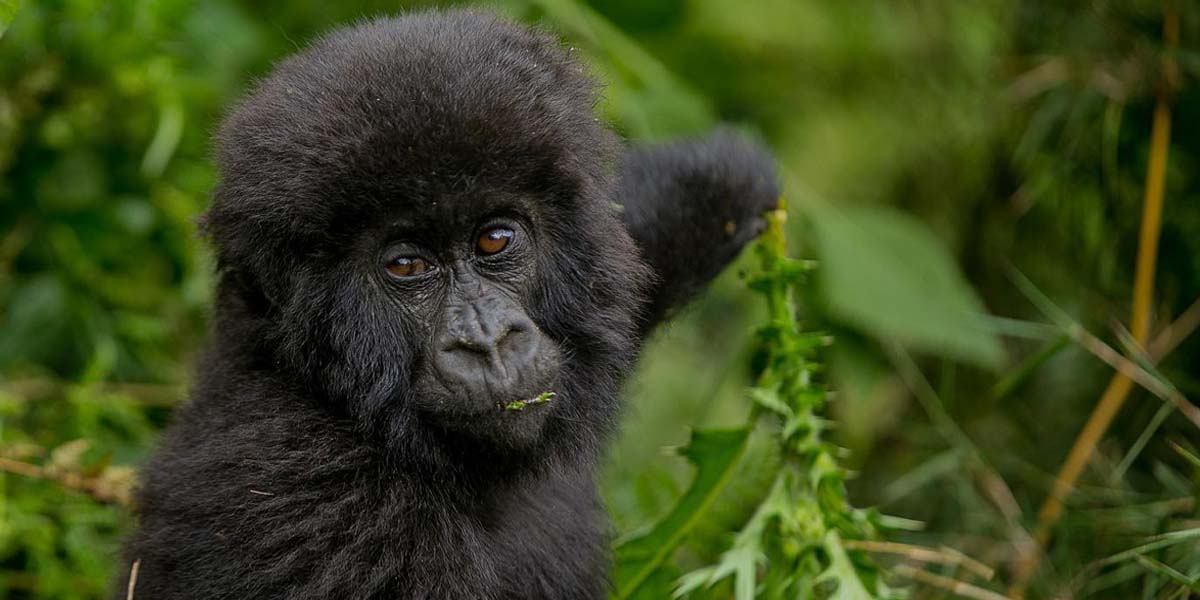 Rwanda Photography Safari Adventures copy.jpg