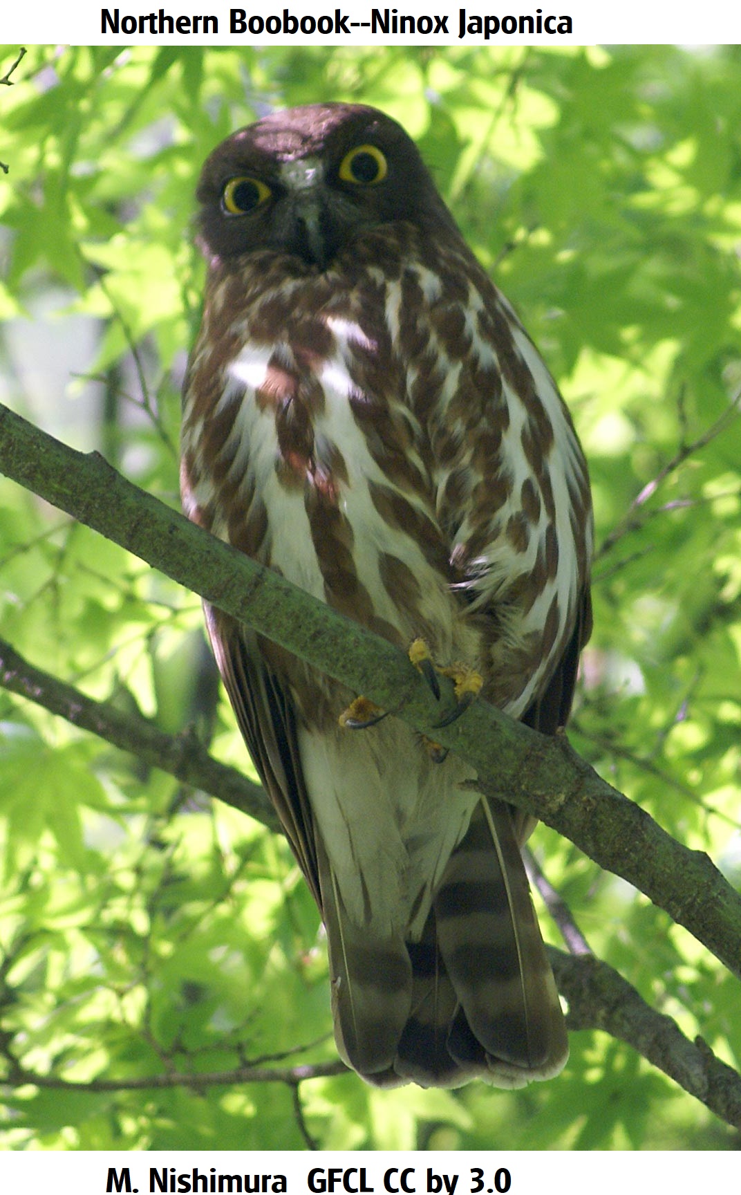 Ninox_japonica,_Japan GFCL CC by 3.0 m nismimura.jpg