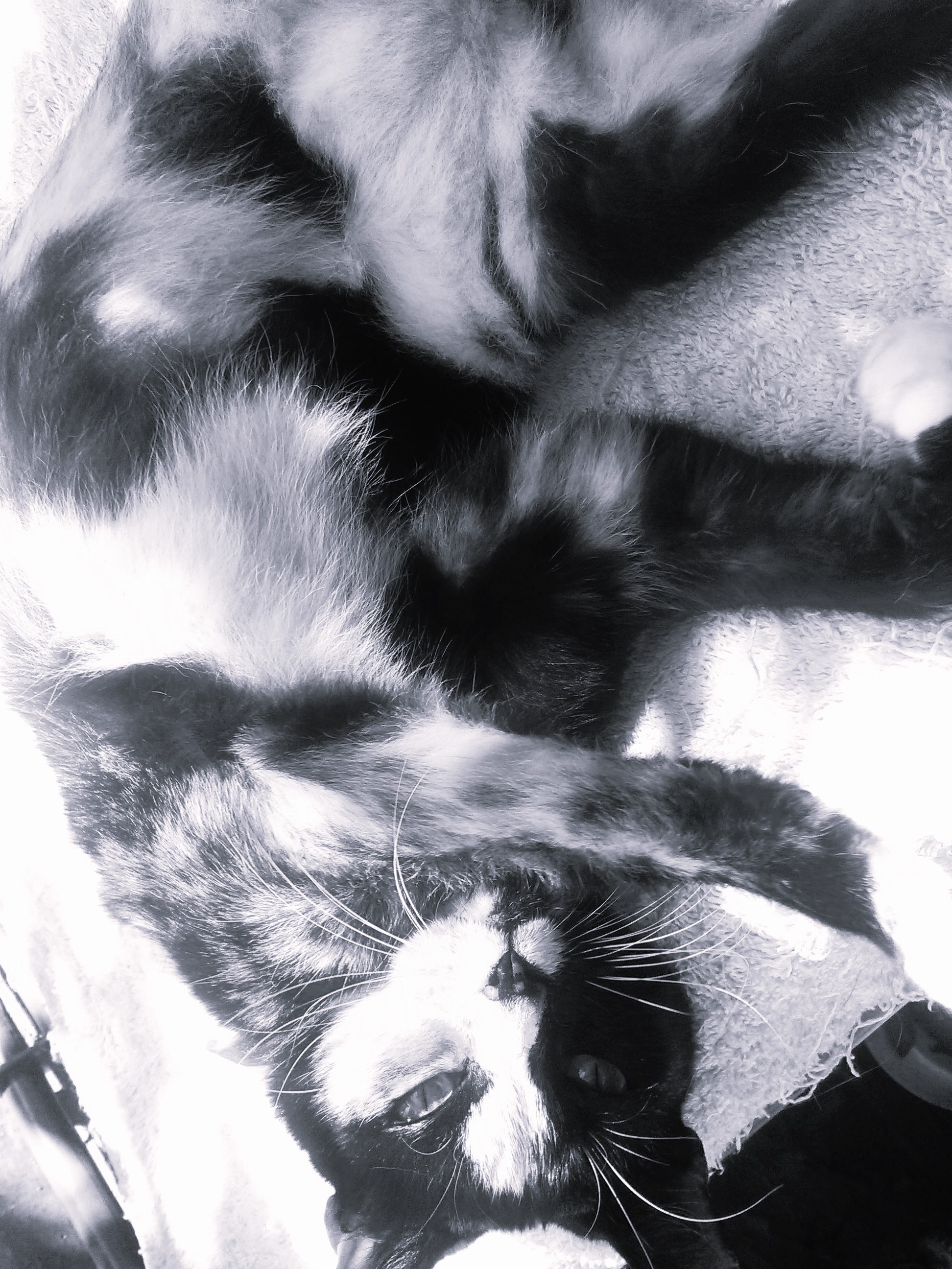 Cat Photography, B&W Tinkerbell Garden Towel Paws upsidedown, June 1 2017.jpg