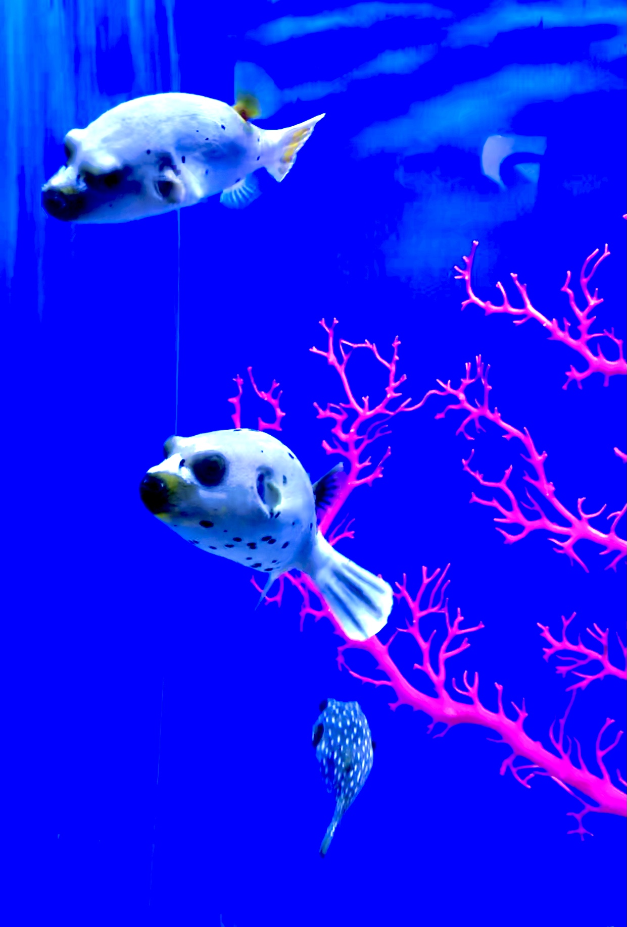 6585FD56-4A7C-4B89-B775-0B1D909A92F1.jpeg
