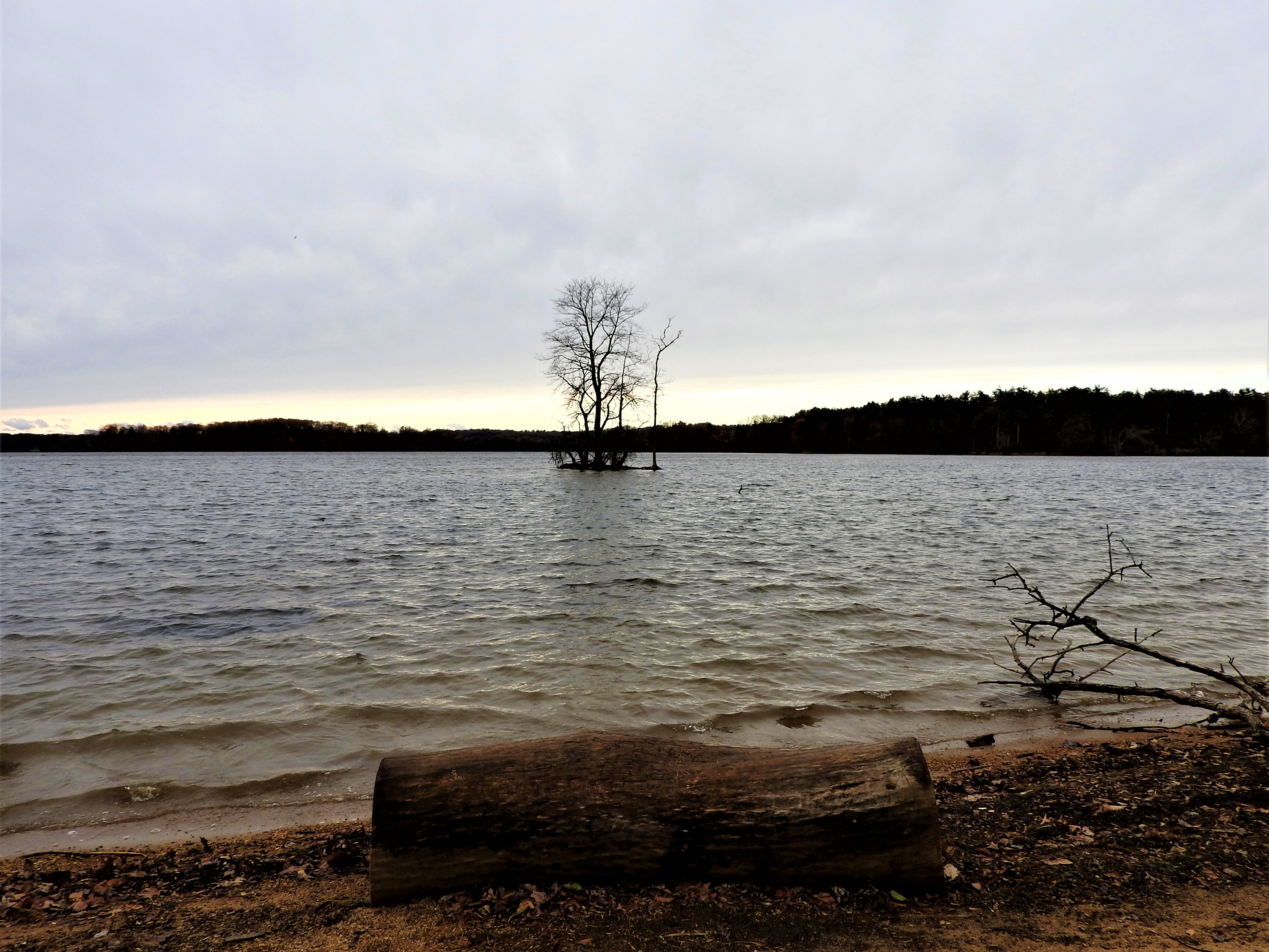 treetuesday11-19-19-1ok1.jpg