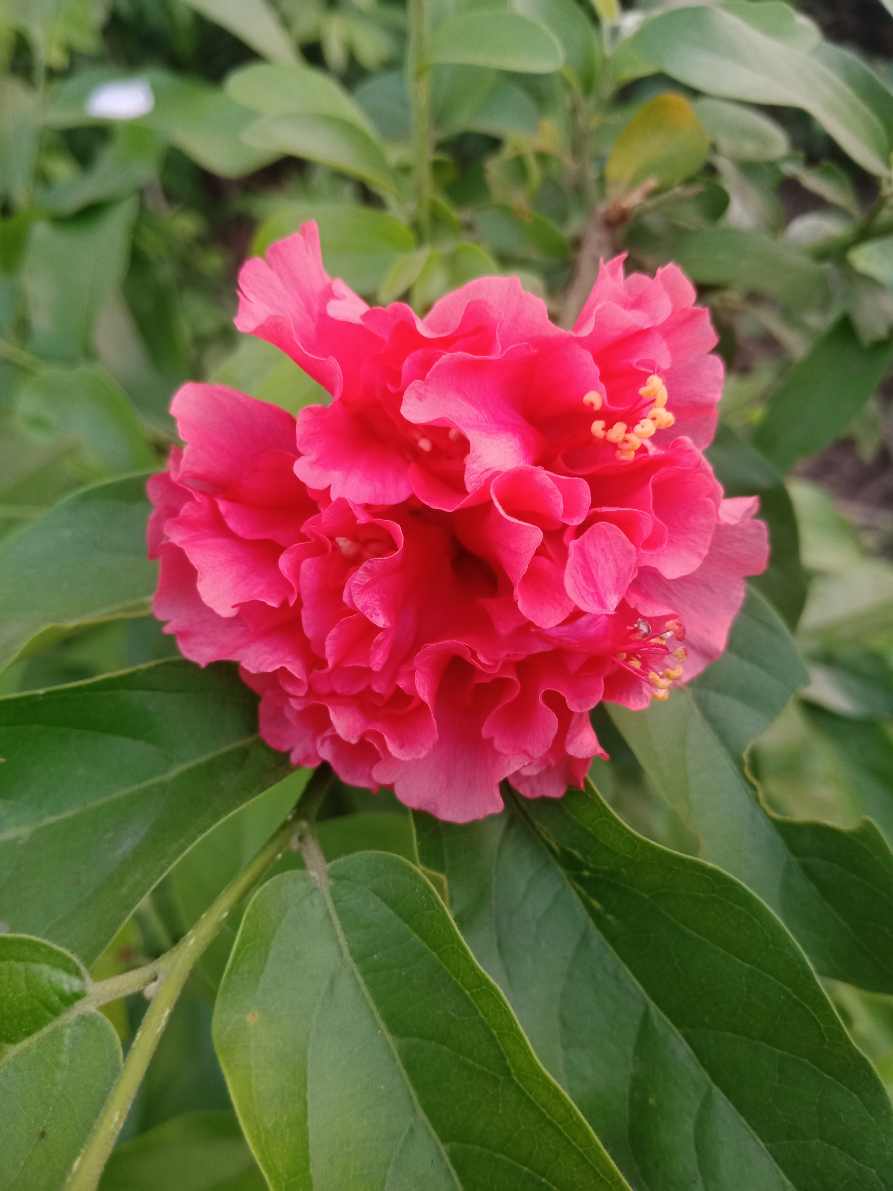 IMG20190618180755.jpg