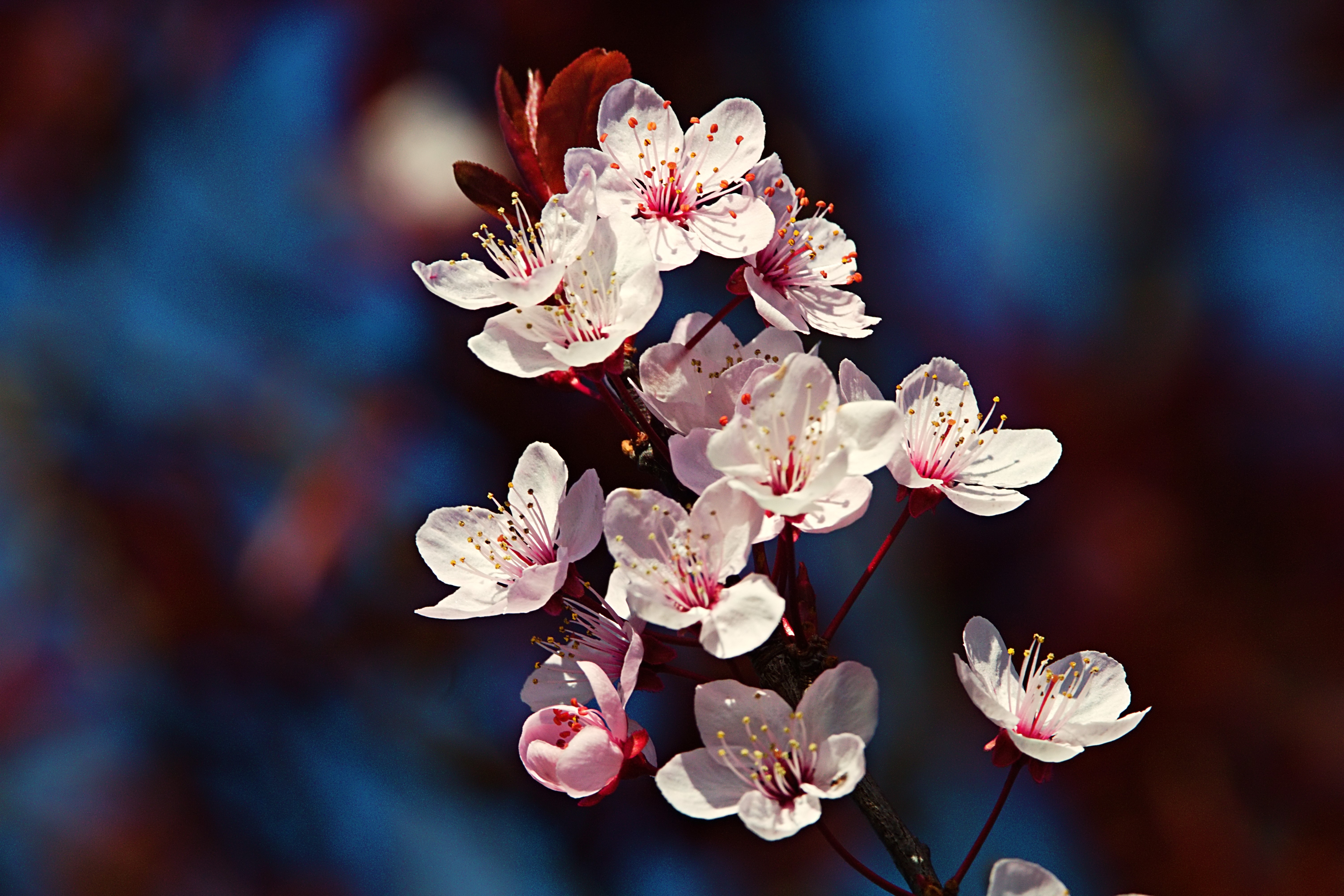 IMG_1393_InPixio (2).jpg