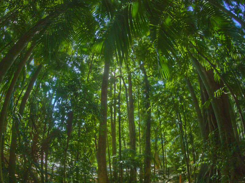 deep-rainforest-800px.jpg