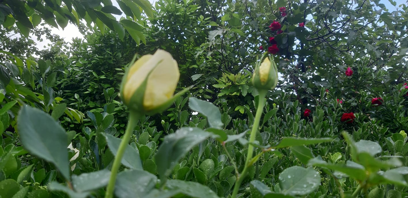 WhatsApp Image 2024-05-09 at 6.11.32 PM (1).jpeg