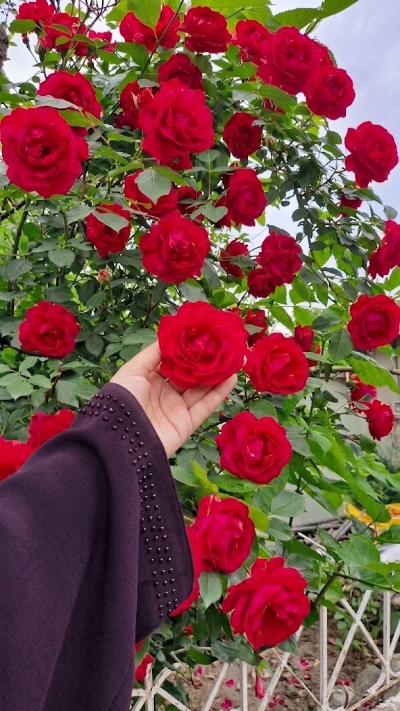 flower pic.jpeg