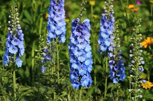 Delphinium-sm-min.jpg