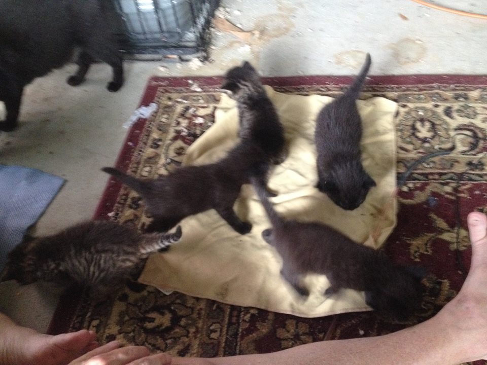 allcatstogether.jpg