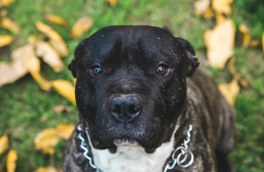 doggy_stare.png
