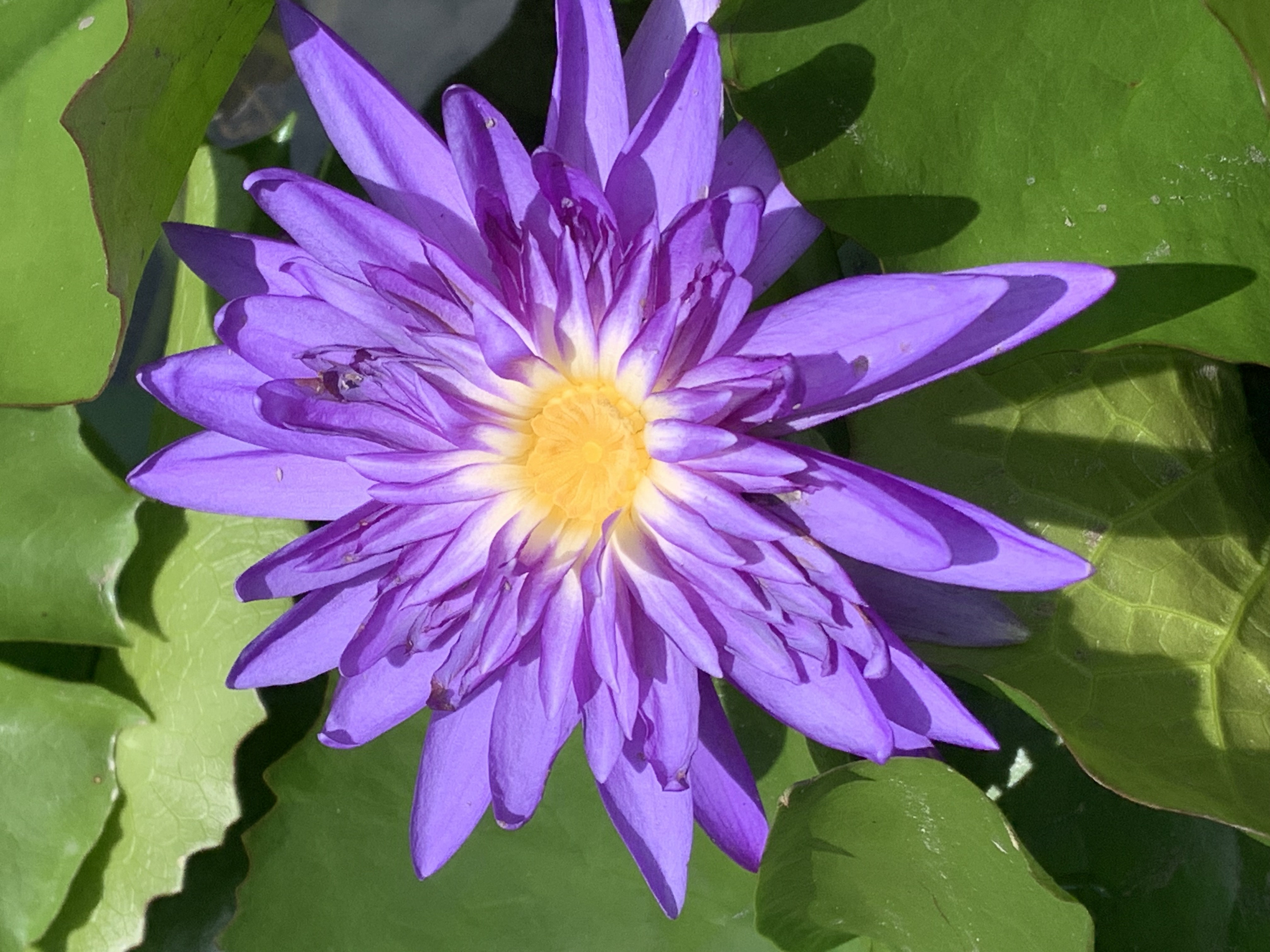 purple lotus12.jpg