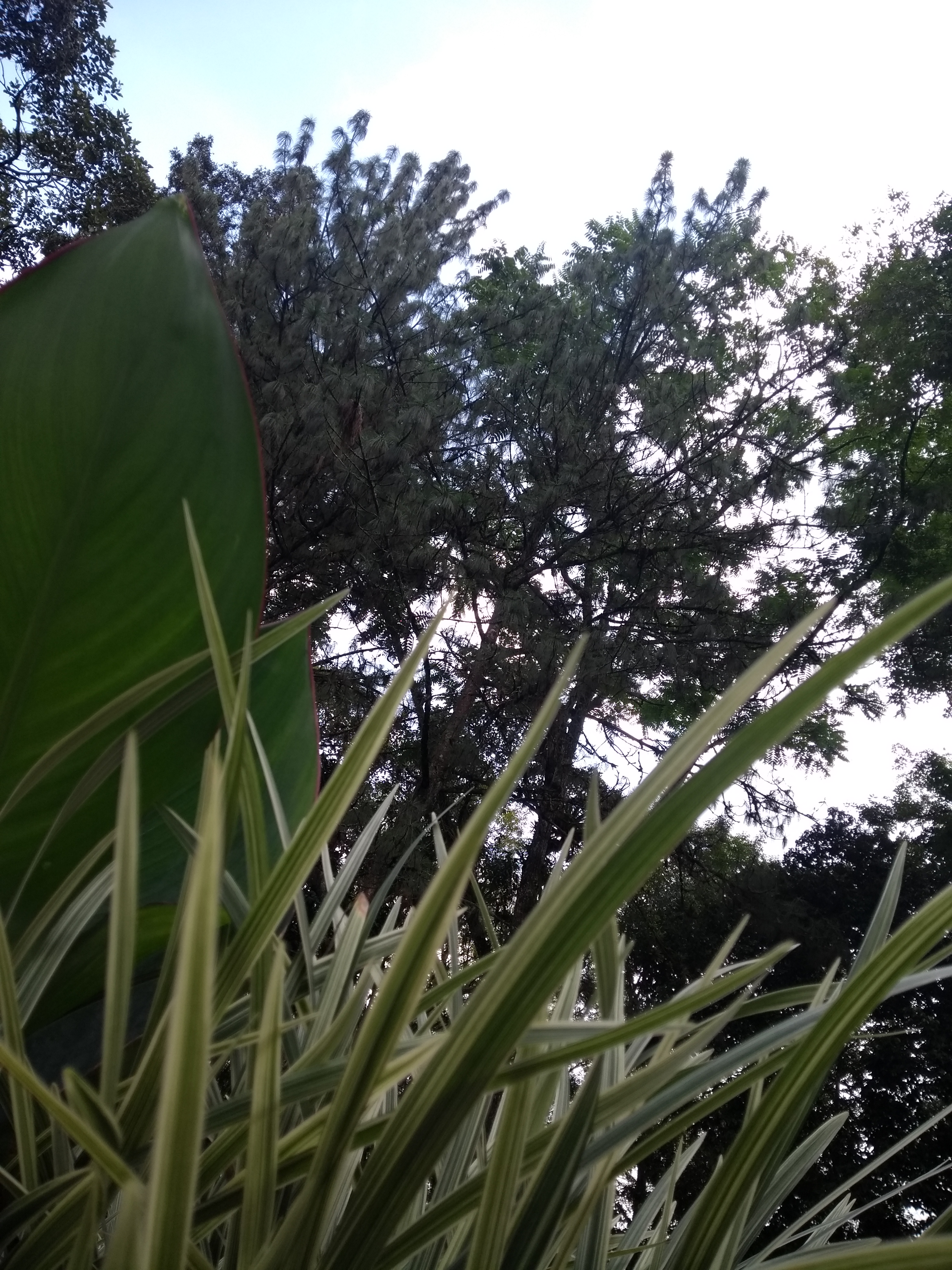 IMG_20190721_164405187.jpg