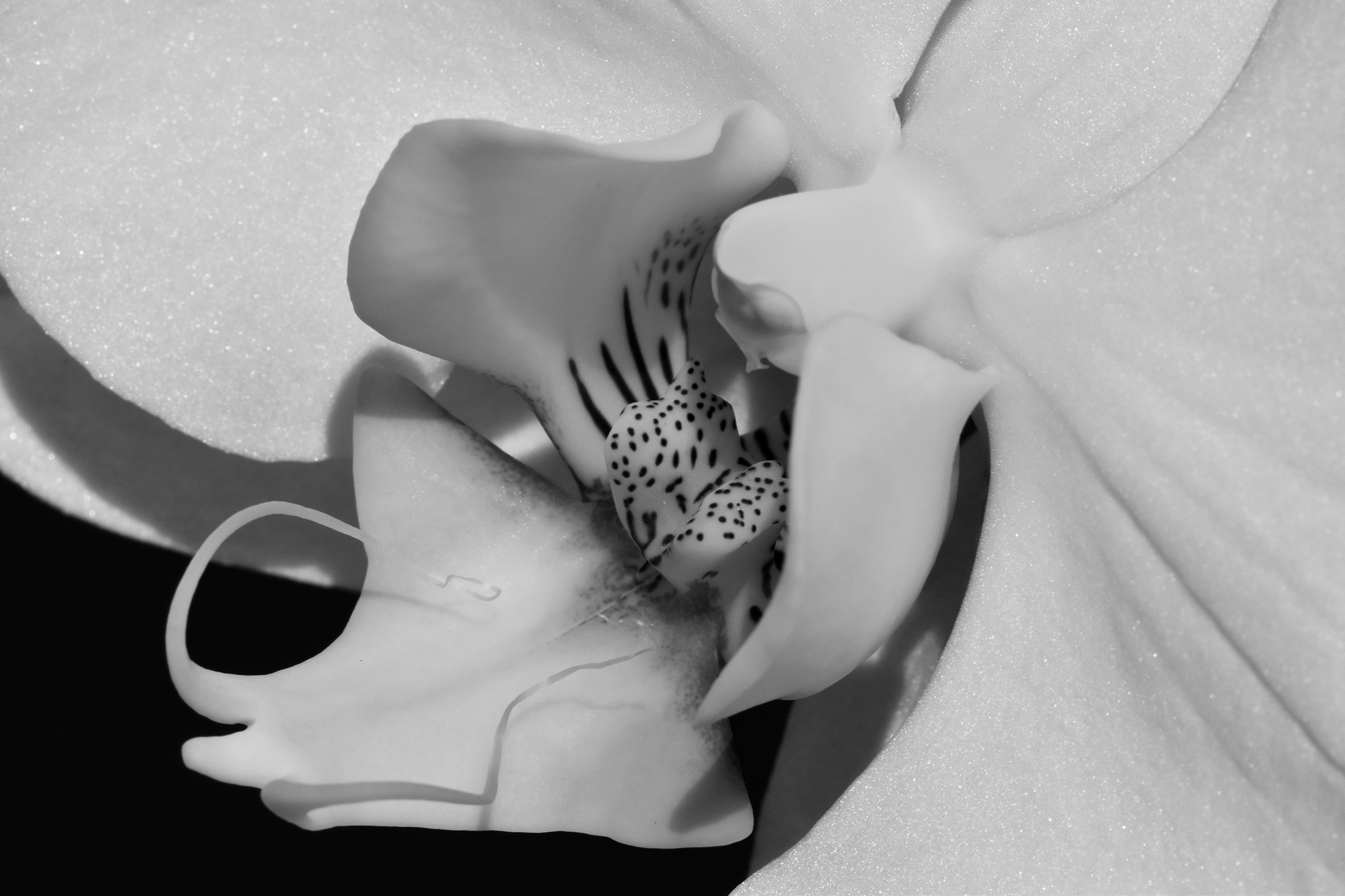 Phalaenopsis Sogo white flower 2.jpg