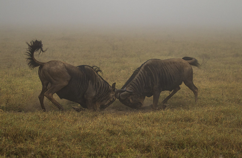 Top 5 Best Things to Do on Tanzania Safaris in Ngorongoro.jpg