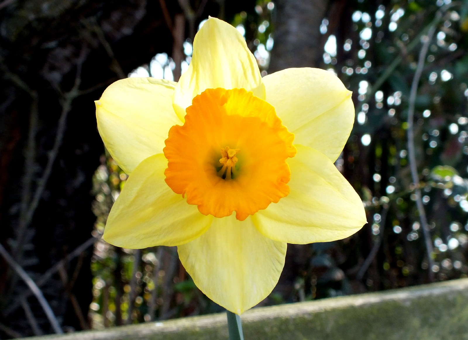 0006-Daffodil.jpg