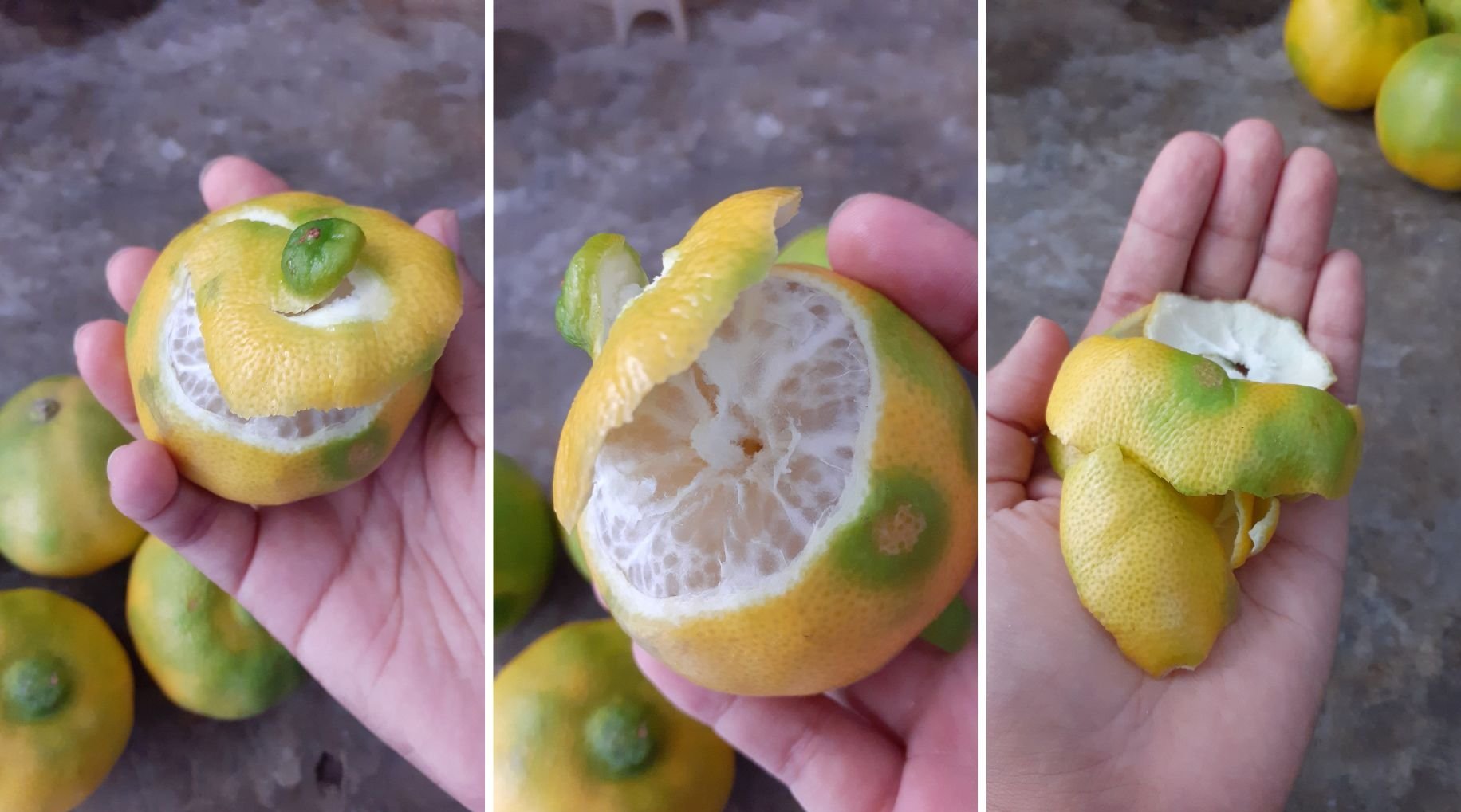 g2_cascara de lima_Inici-arte.jpg