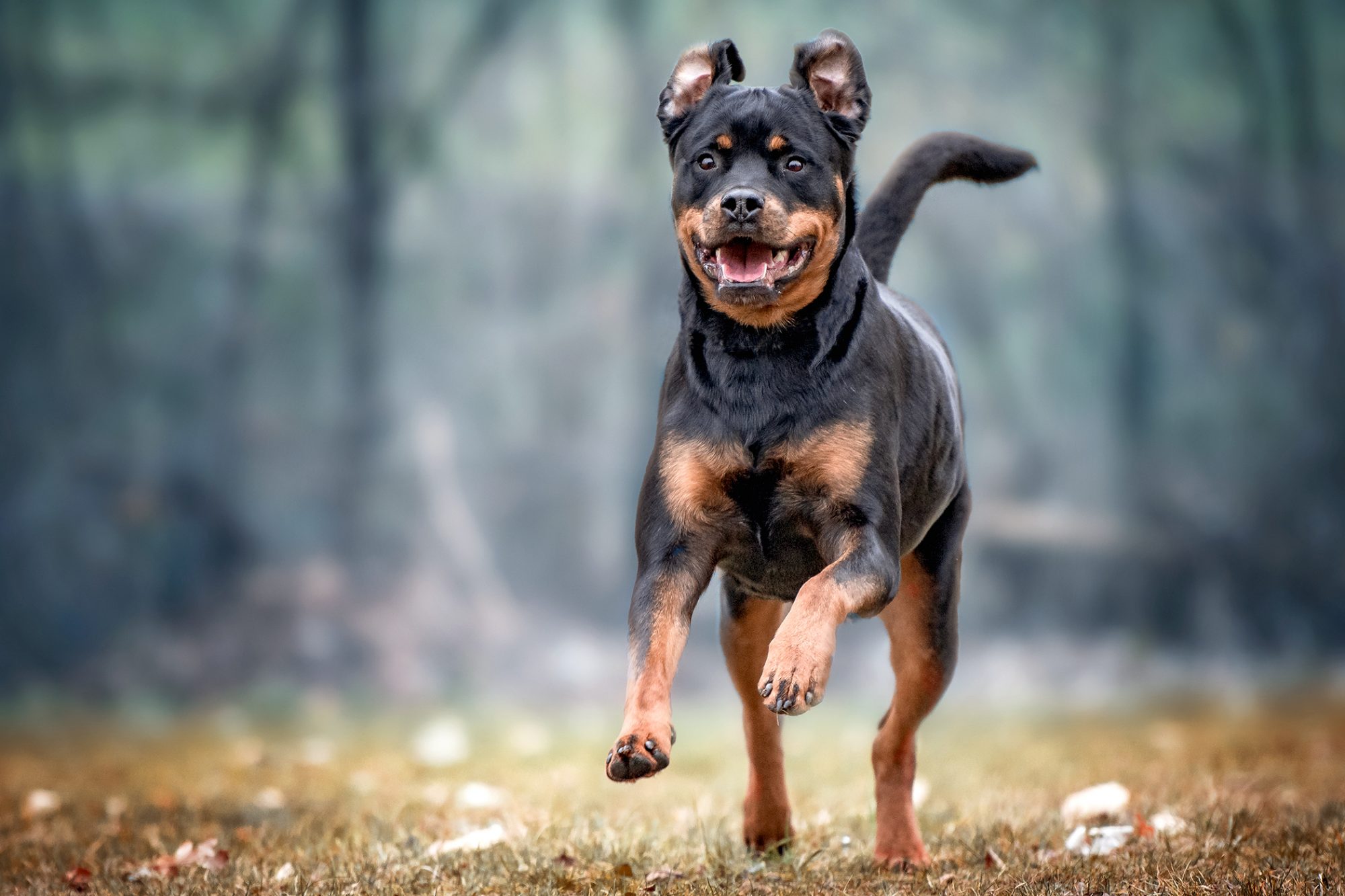 Правда собака. Выносливость у собак. Rottweiler Running.