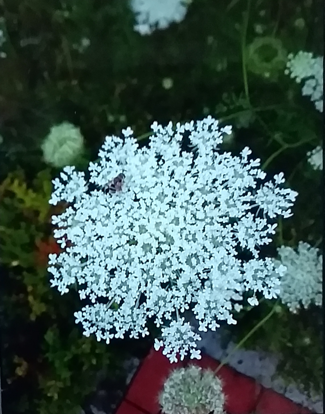 20200728_225541.jpg