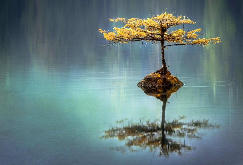 bonsai.jpg