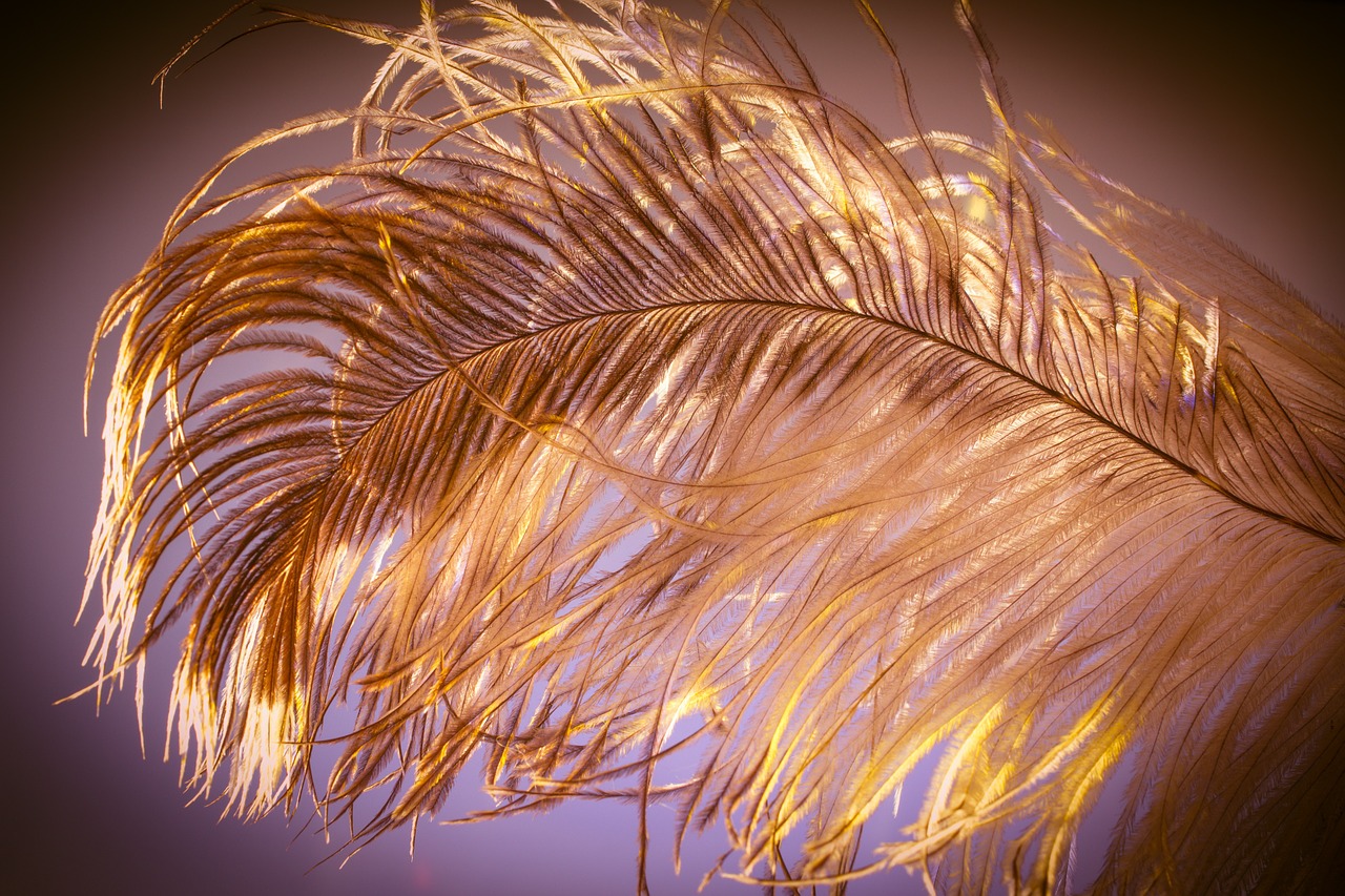 ostrich-feather-1458012_1280.jpg