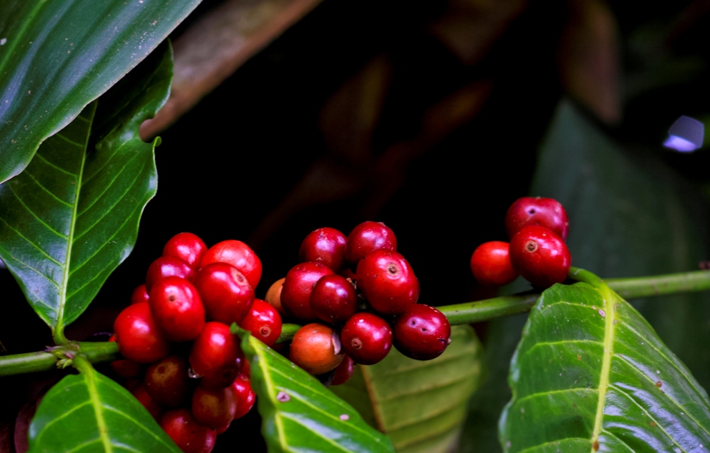 Gambar Buah Kopi Merah Gambar Buah Buahan 9664