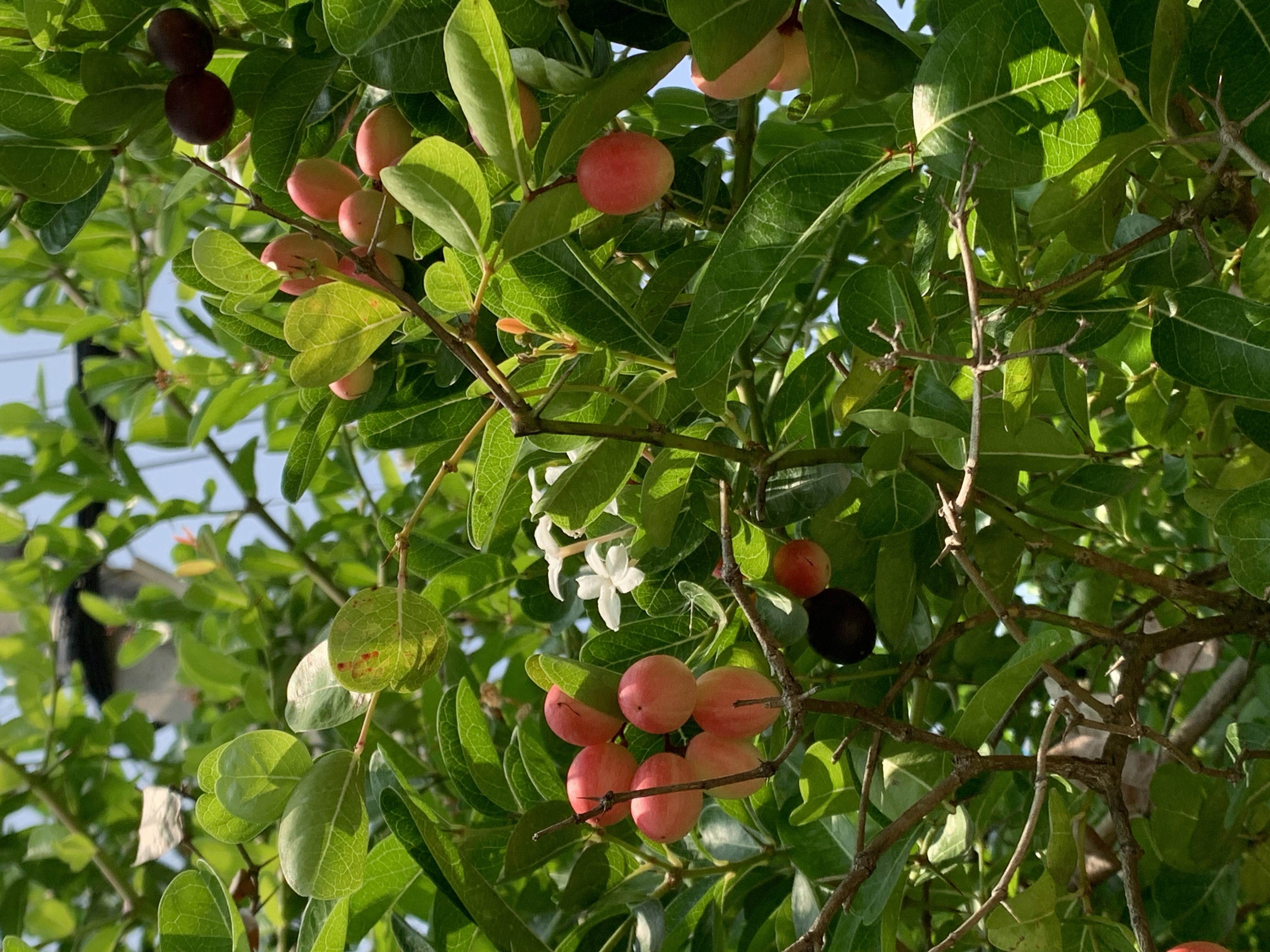 Awesome plant15.jpg