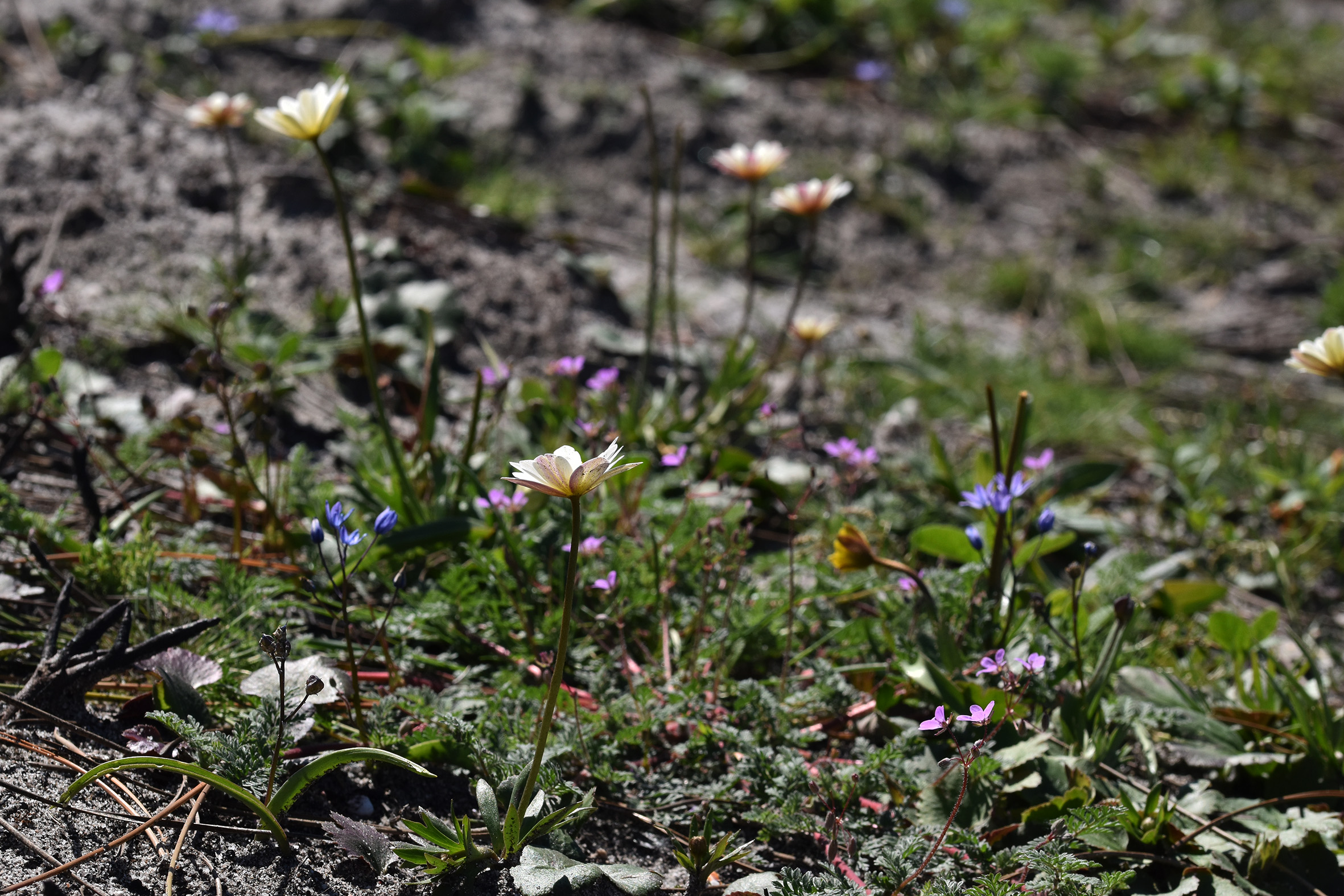 wildflower spring daisy 1.jpg