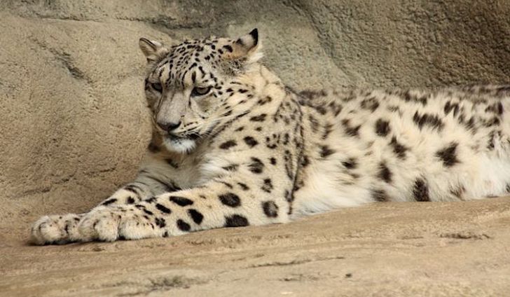 640px-snow-leopard-zurich-zoo-03.jpg
