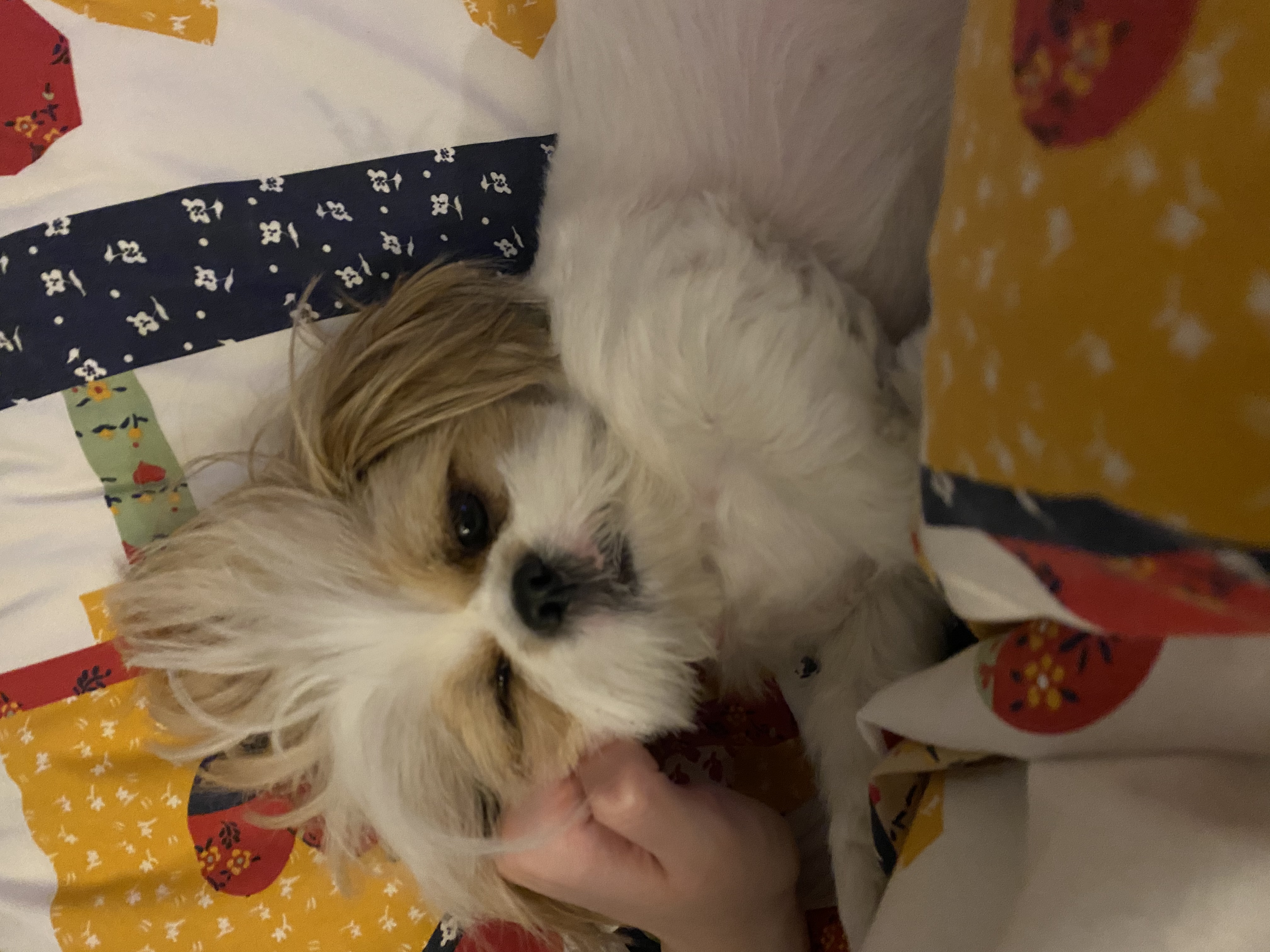 D71C23CF-81B8-43BC-A852-4FE5ADA5F1EB.jpeg
