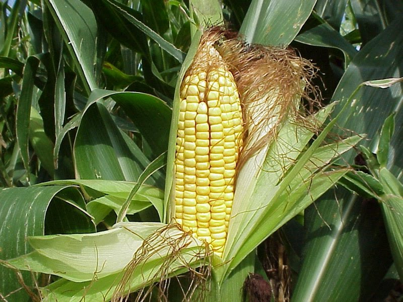 FARMS: Traditional Corn of Venezuela — Steemit