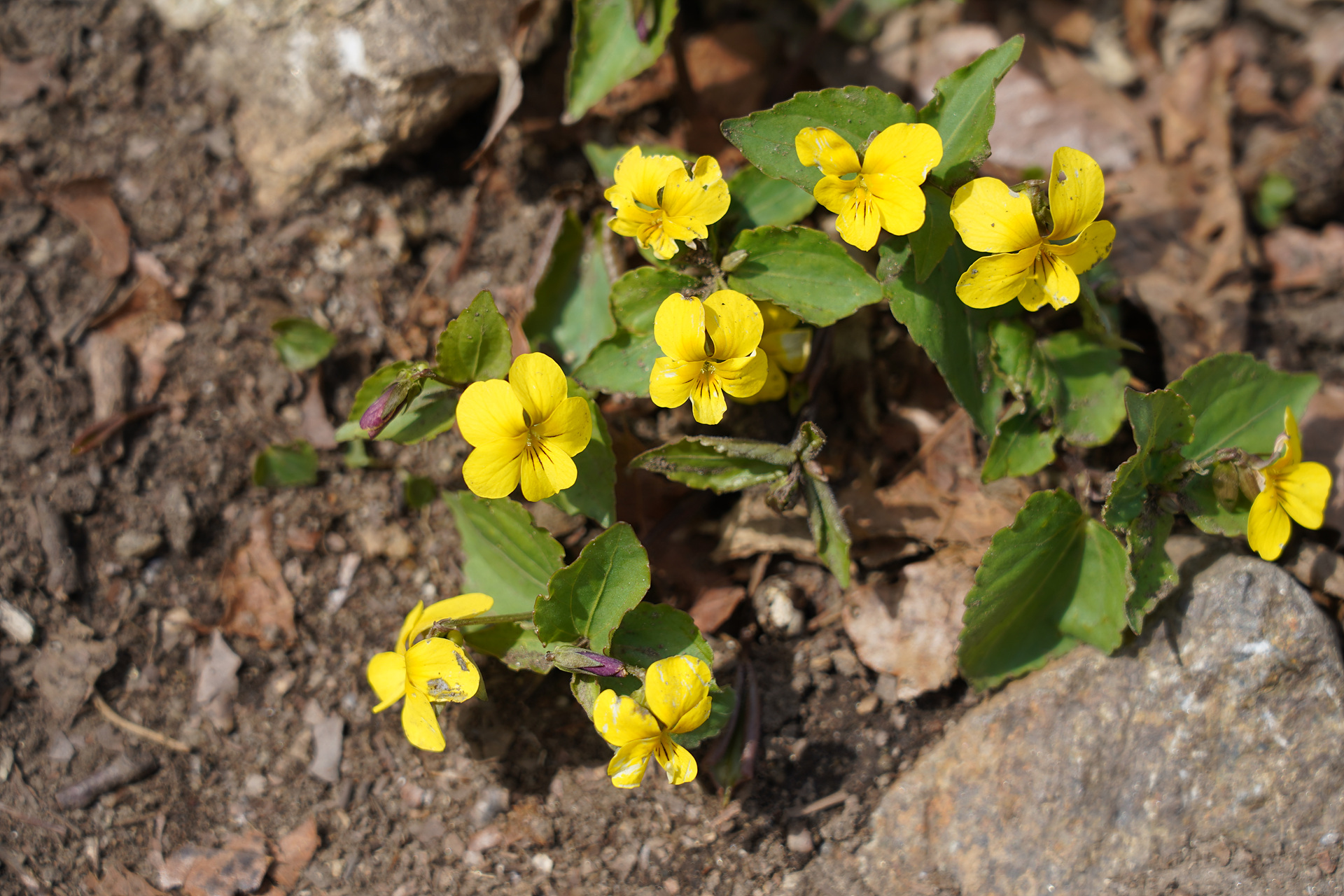 o-DSC08718.jpg