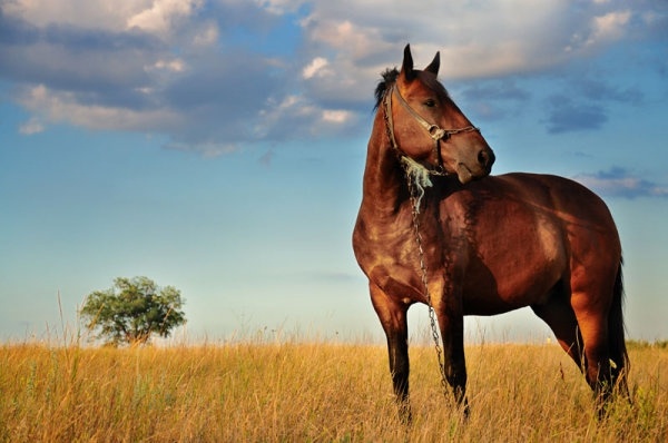 hd_pictures_of_galloping_horses_01_168936.jpg
