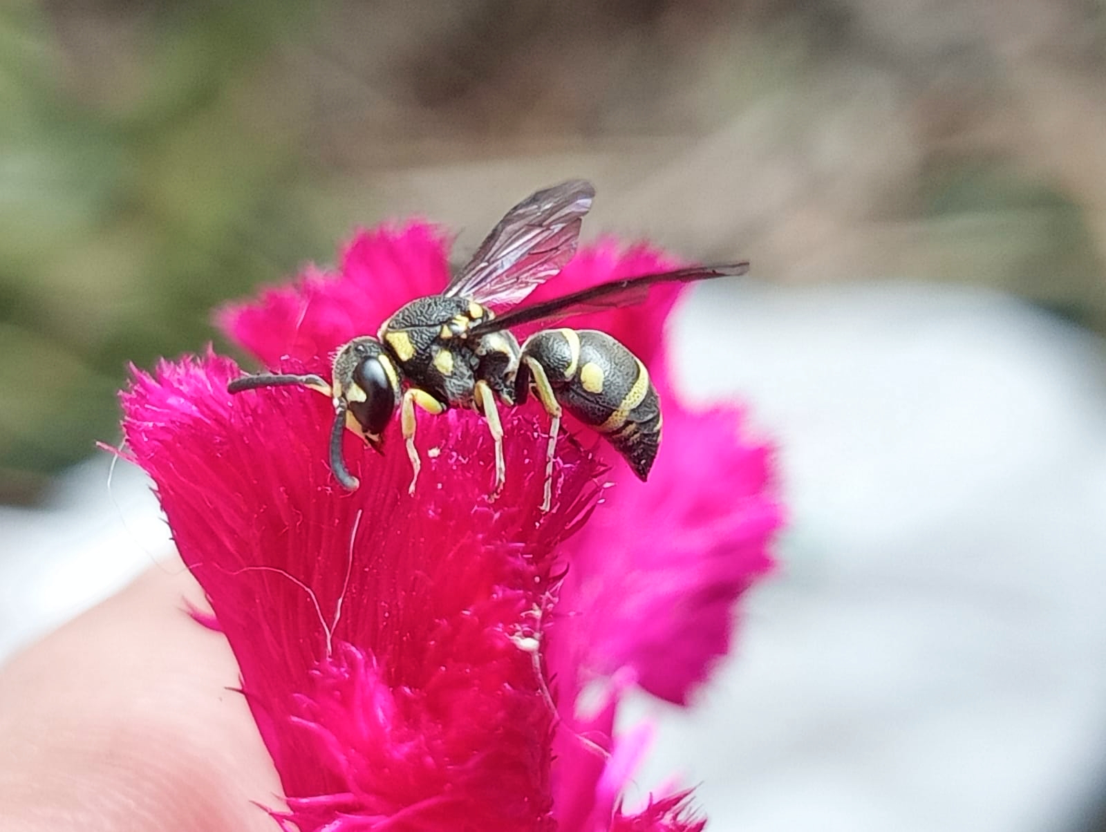 IMG_20260201_154328.jpg