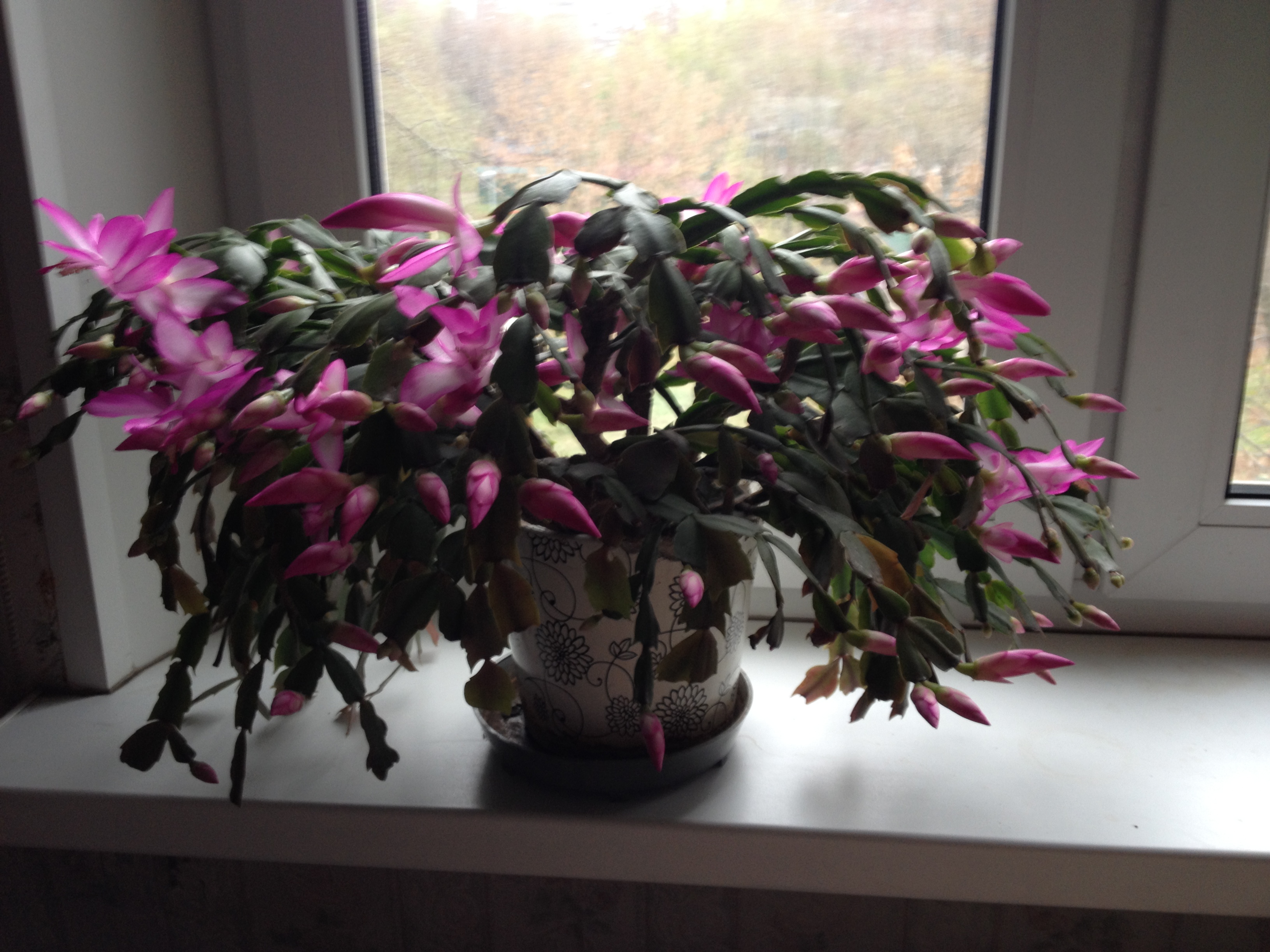 Декабрист розовый фото pink home flower - Steemit