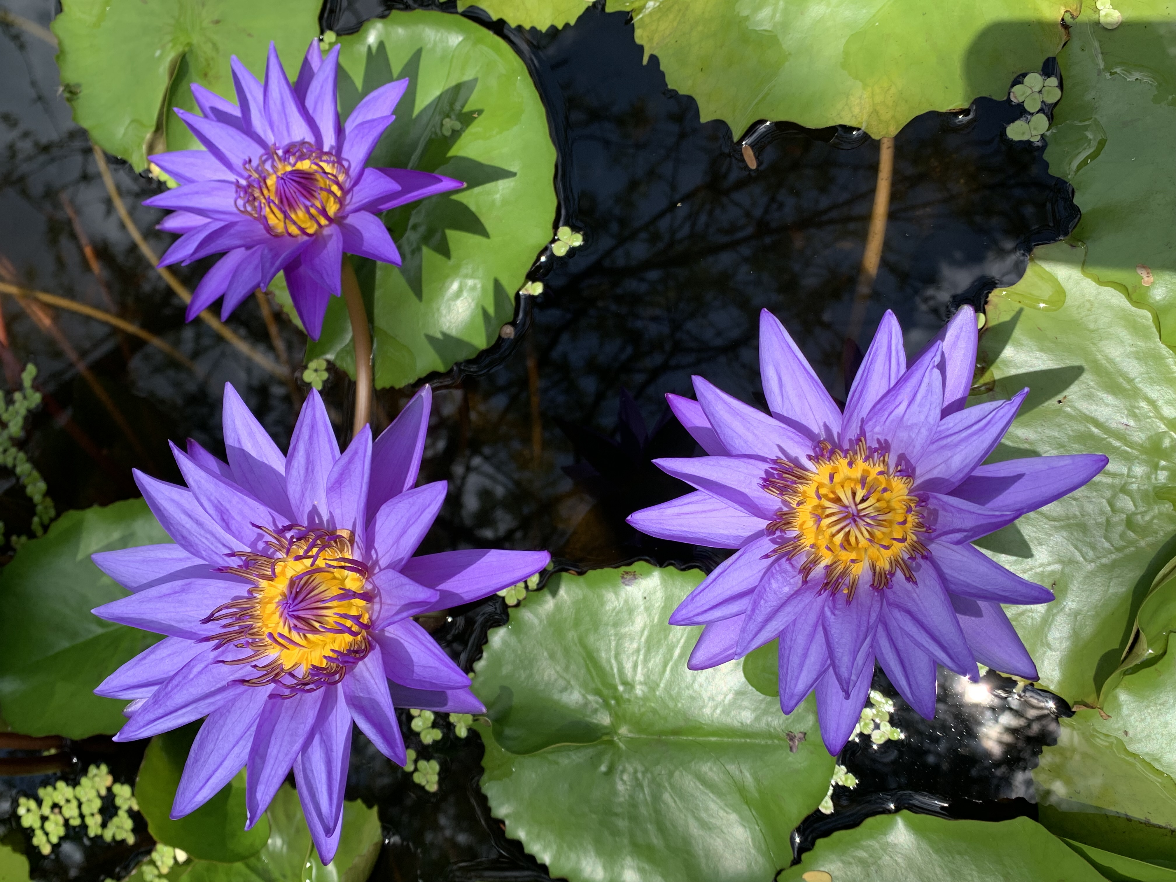 purple lotus3.jpg