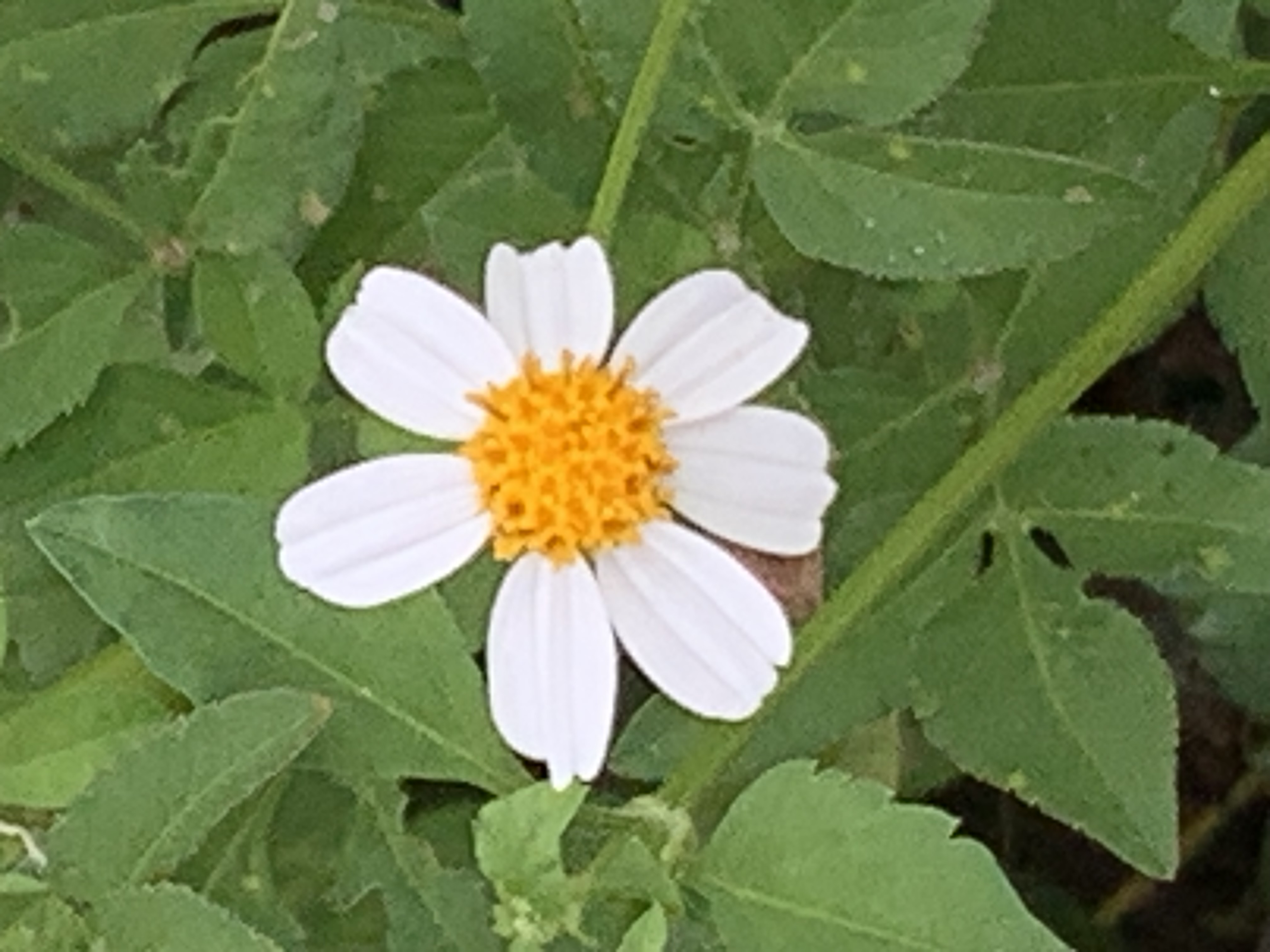 white wildflowers and bees3.jpg