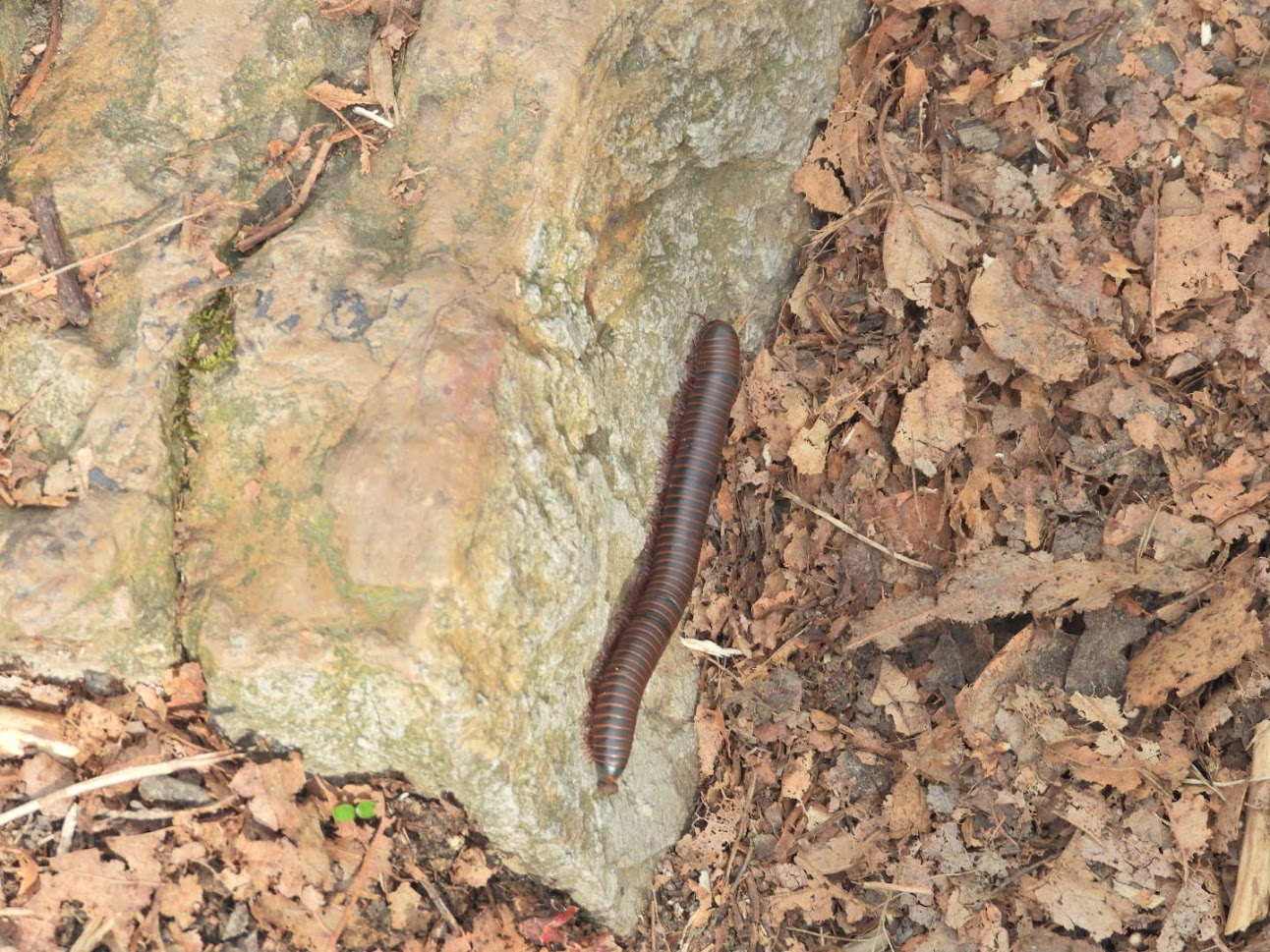 Millipede