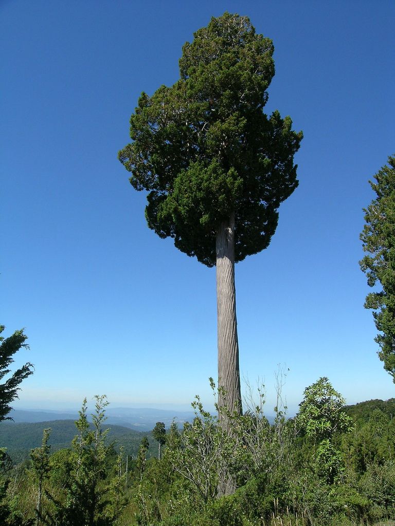 Fitzroya Andes.jpg