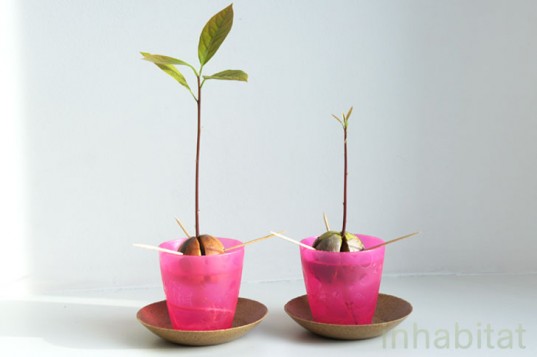 Sprouted-Avocado-Pits-537x357.jpeg