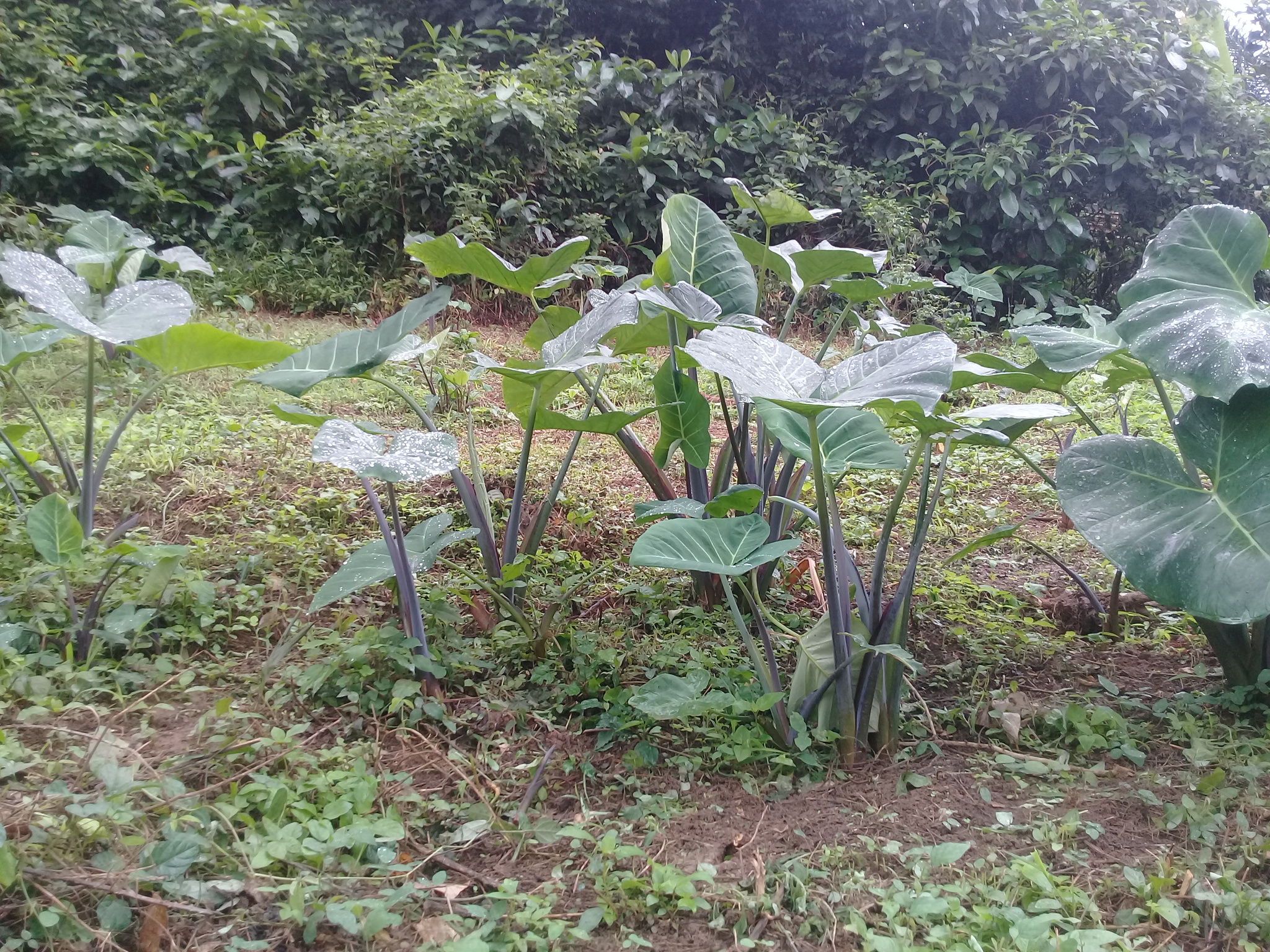 20180721_074501.jpg