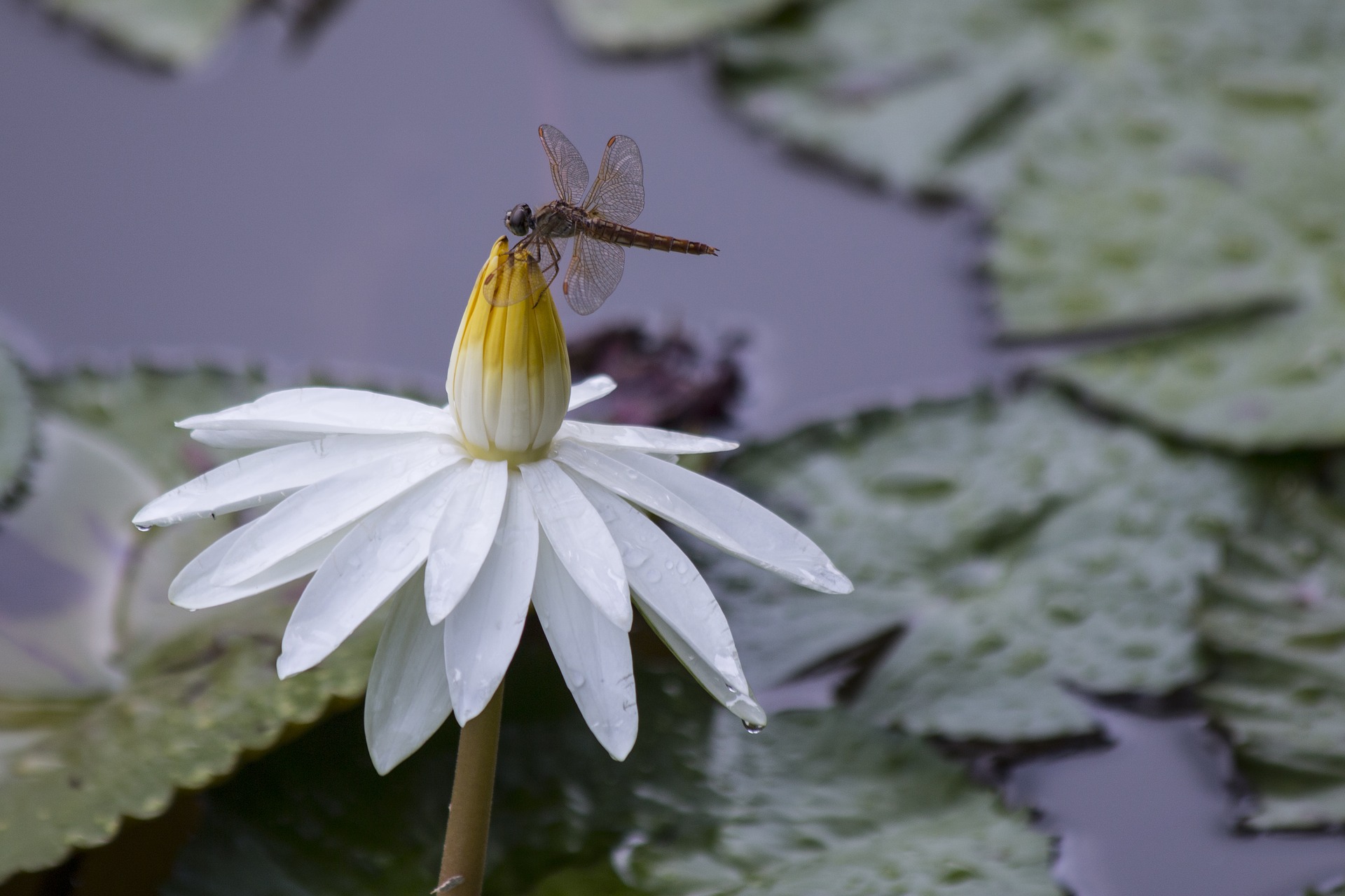 dragonfly-3628252_1920.jpg