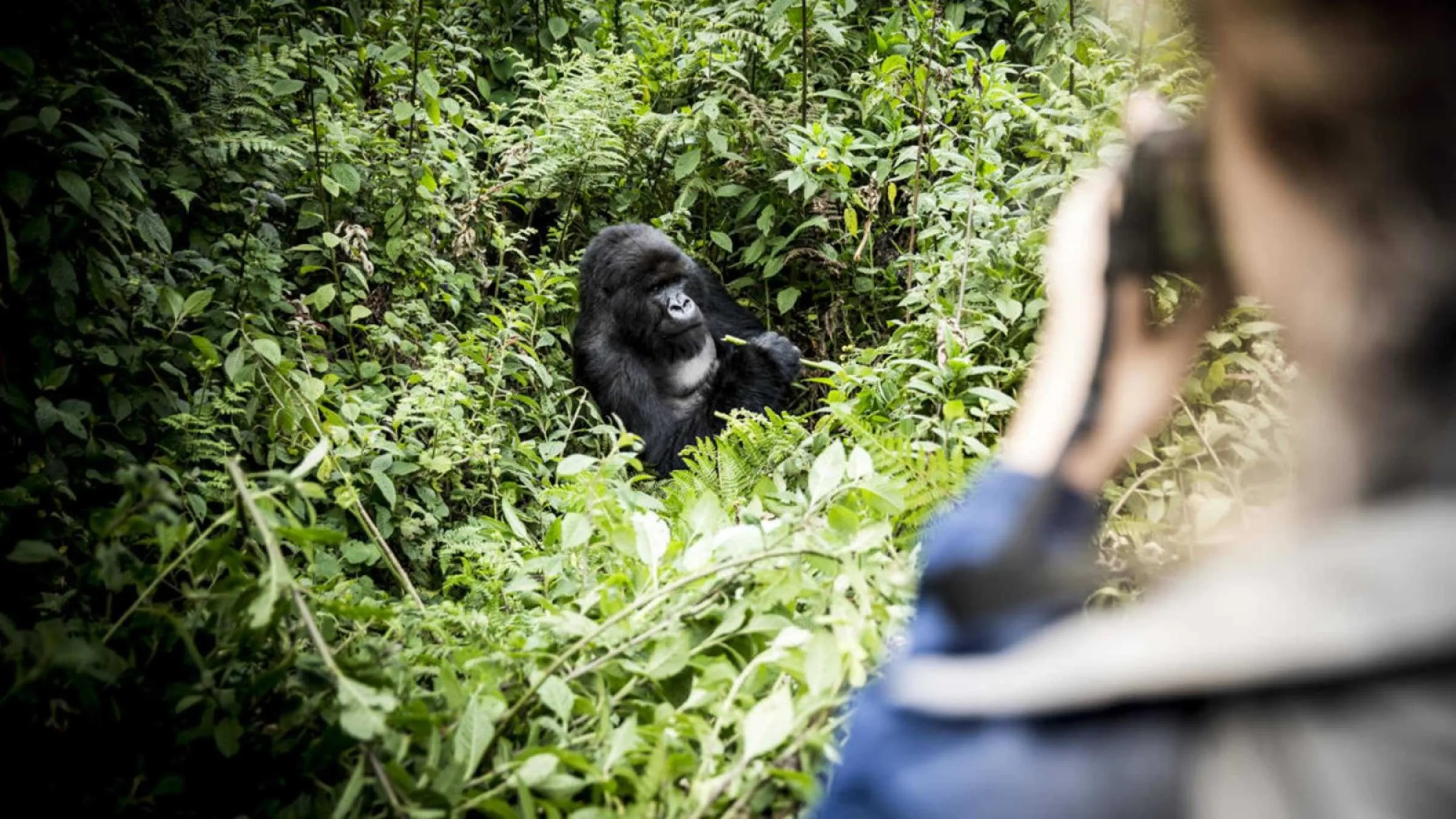 Is Rwanda Good for an African Safari.png