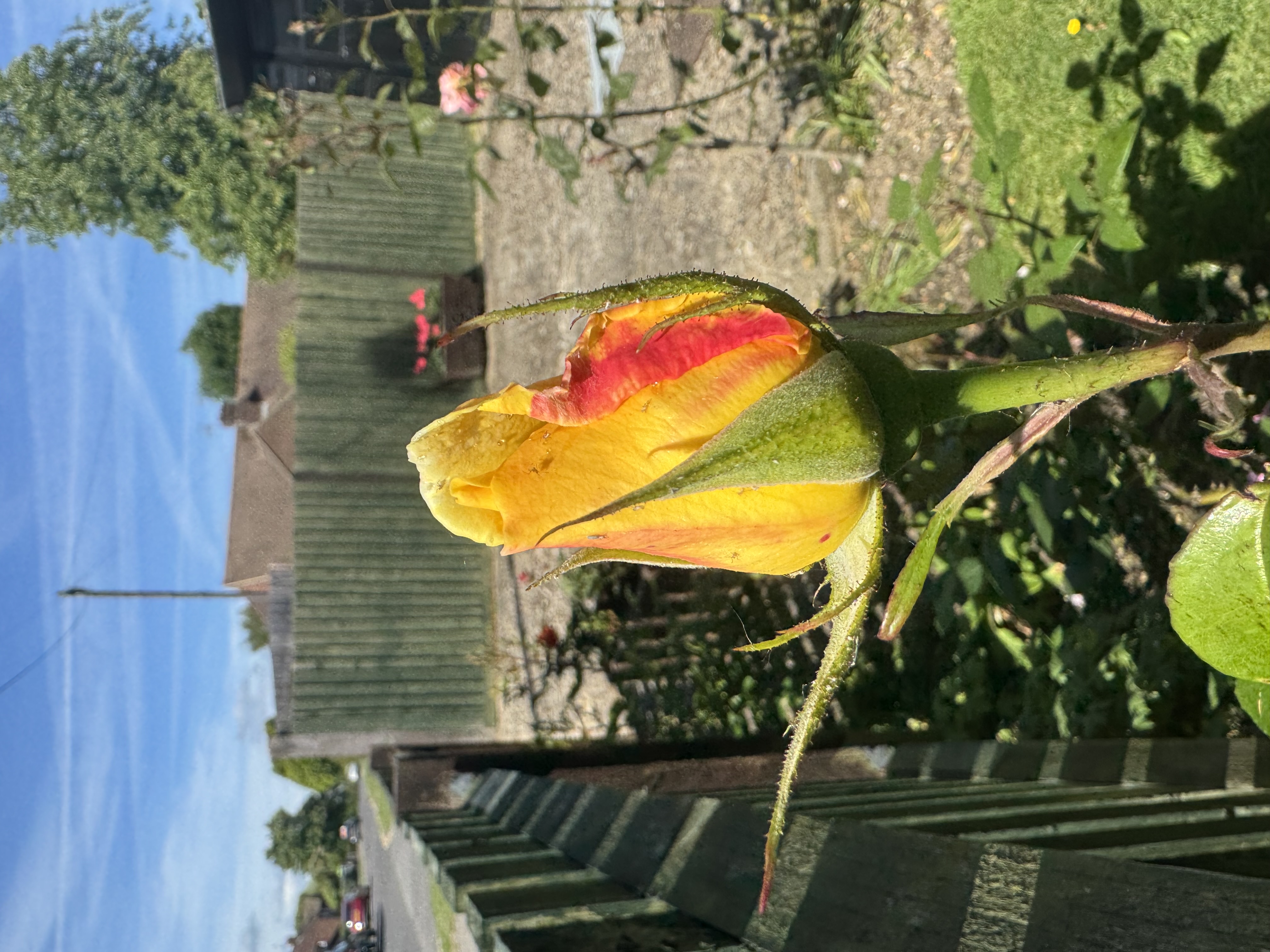 IMG_3121.jpeg