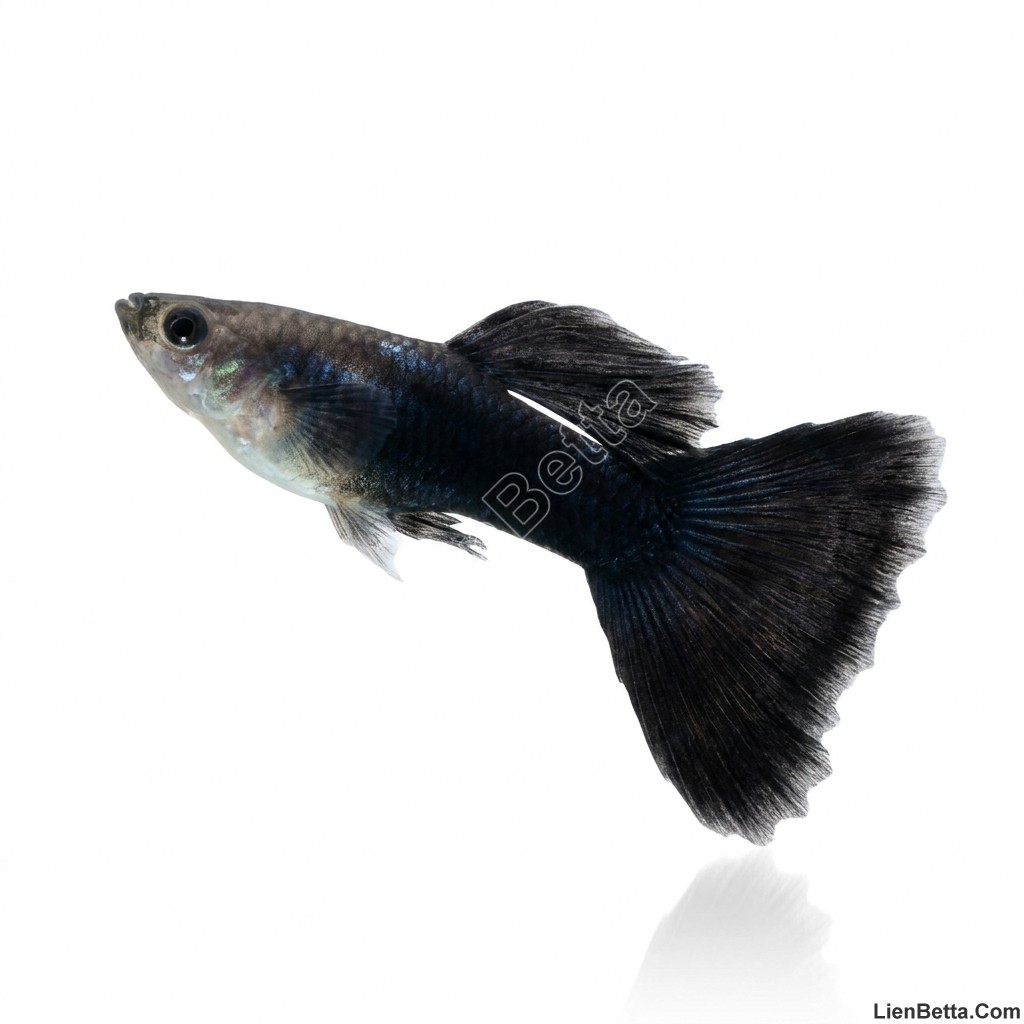 dark-night-guppy-fish-for-sale.jpg