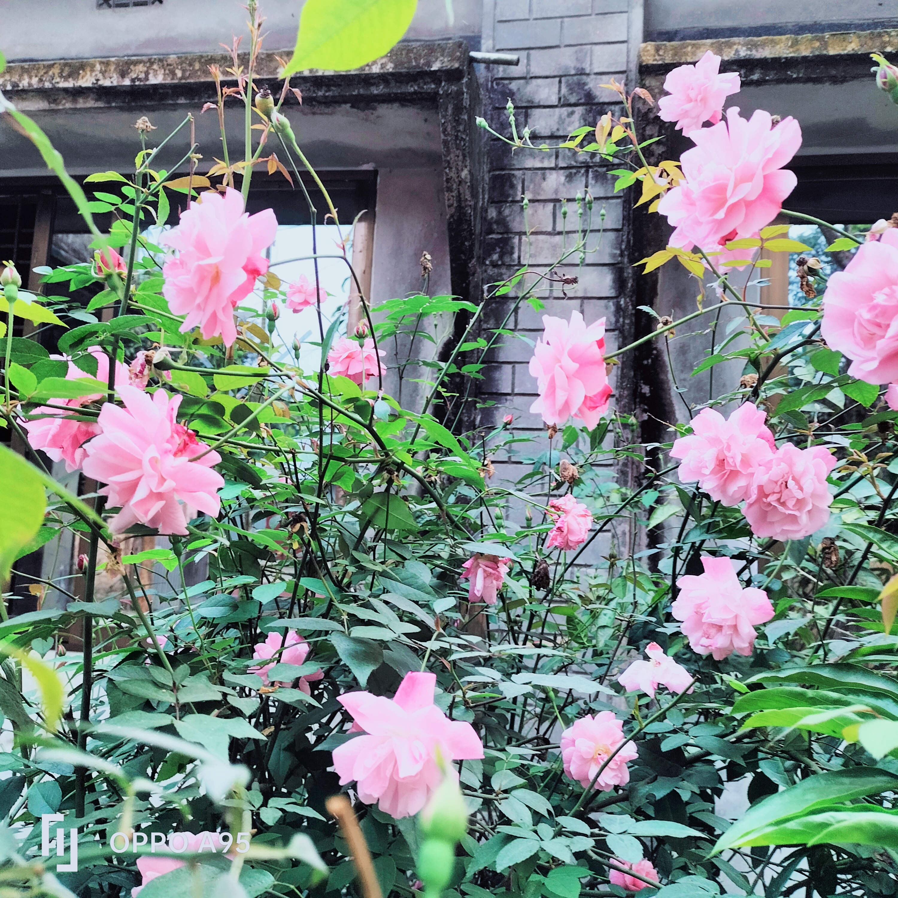 IMG_20240609_083840.jpg