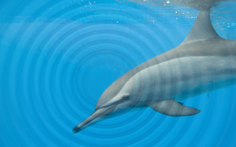 acustica_de_los_delfines.jpg