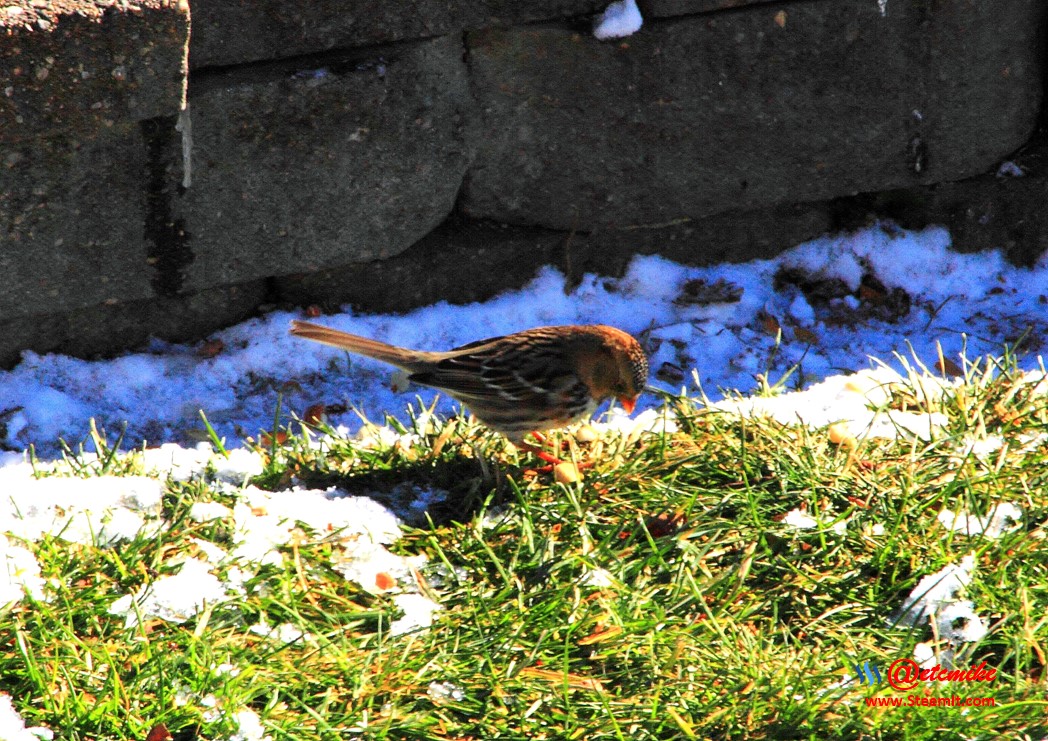 House Sparrow PFW02_0125.JPG