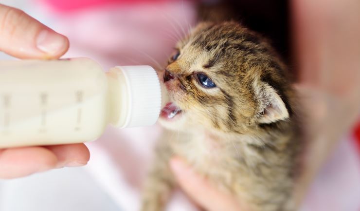 weaning-kitten.jpg