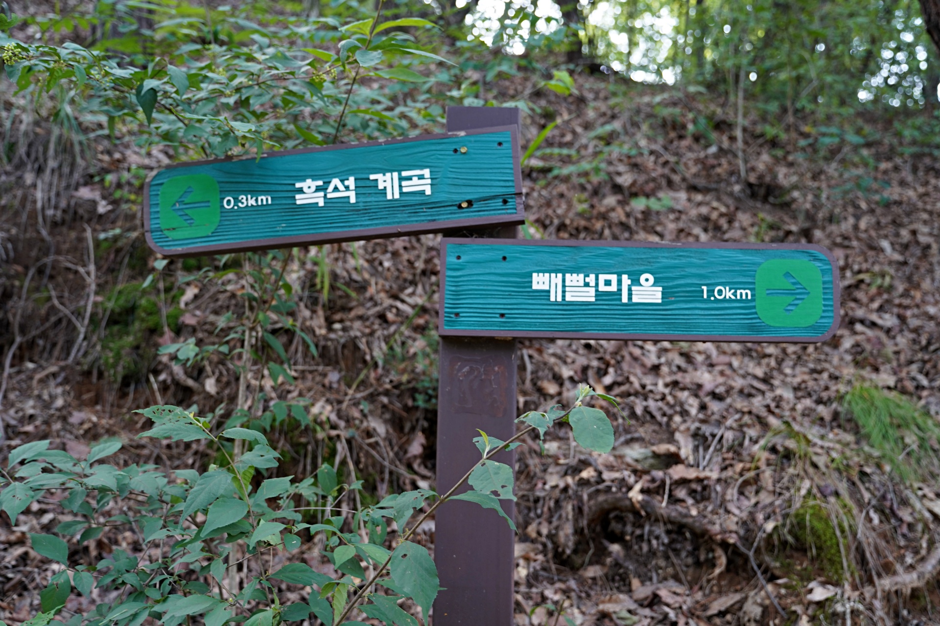 b-DSC09888.JPG