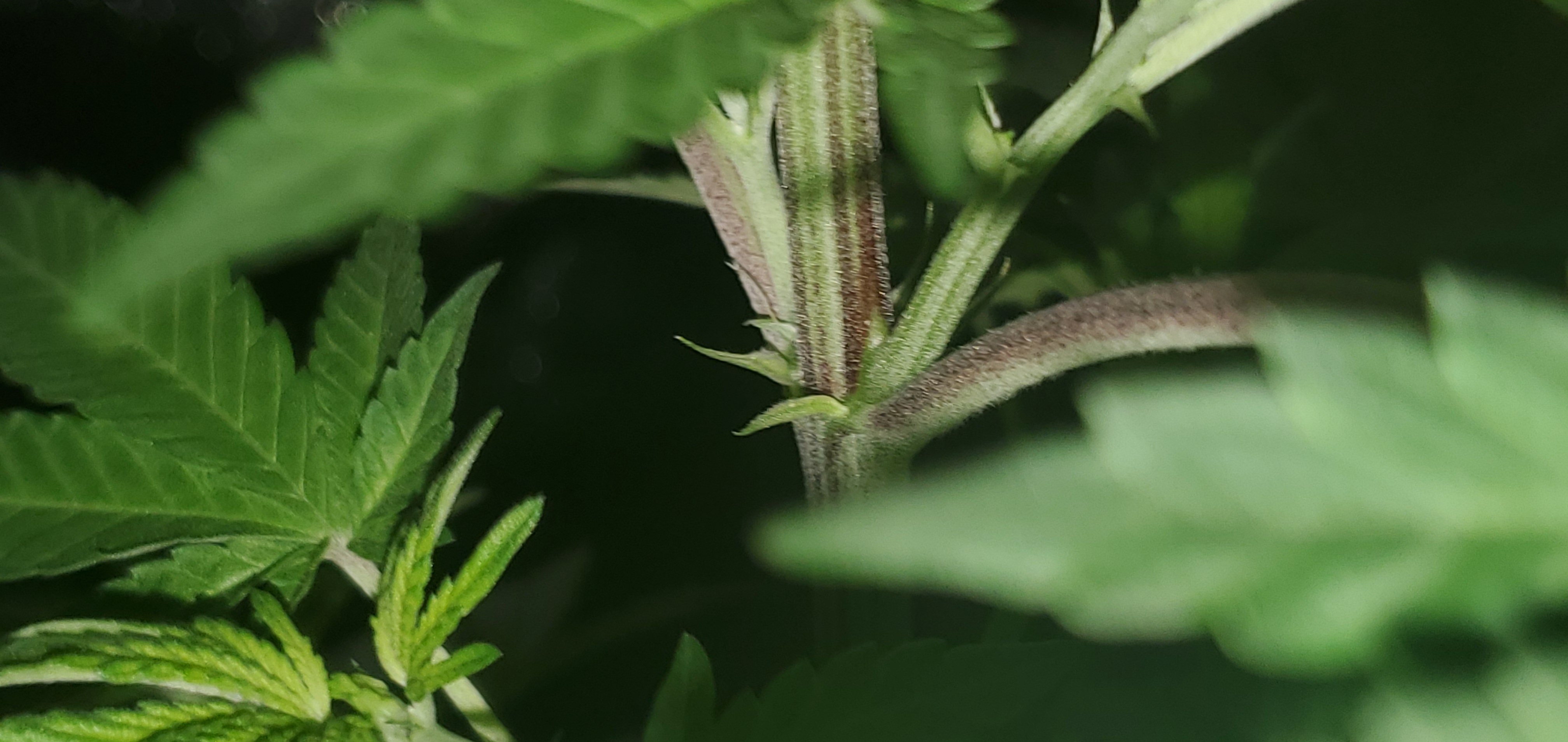 Steem OG Day 9 Flower